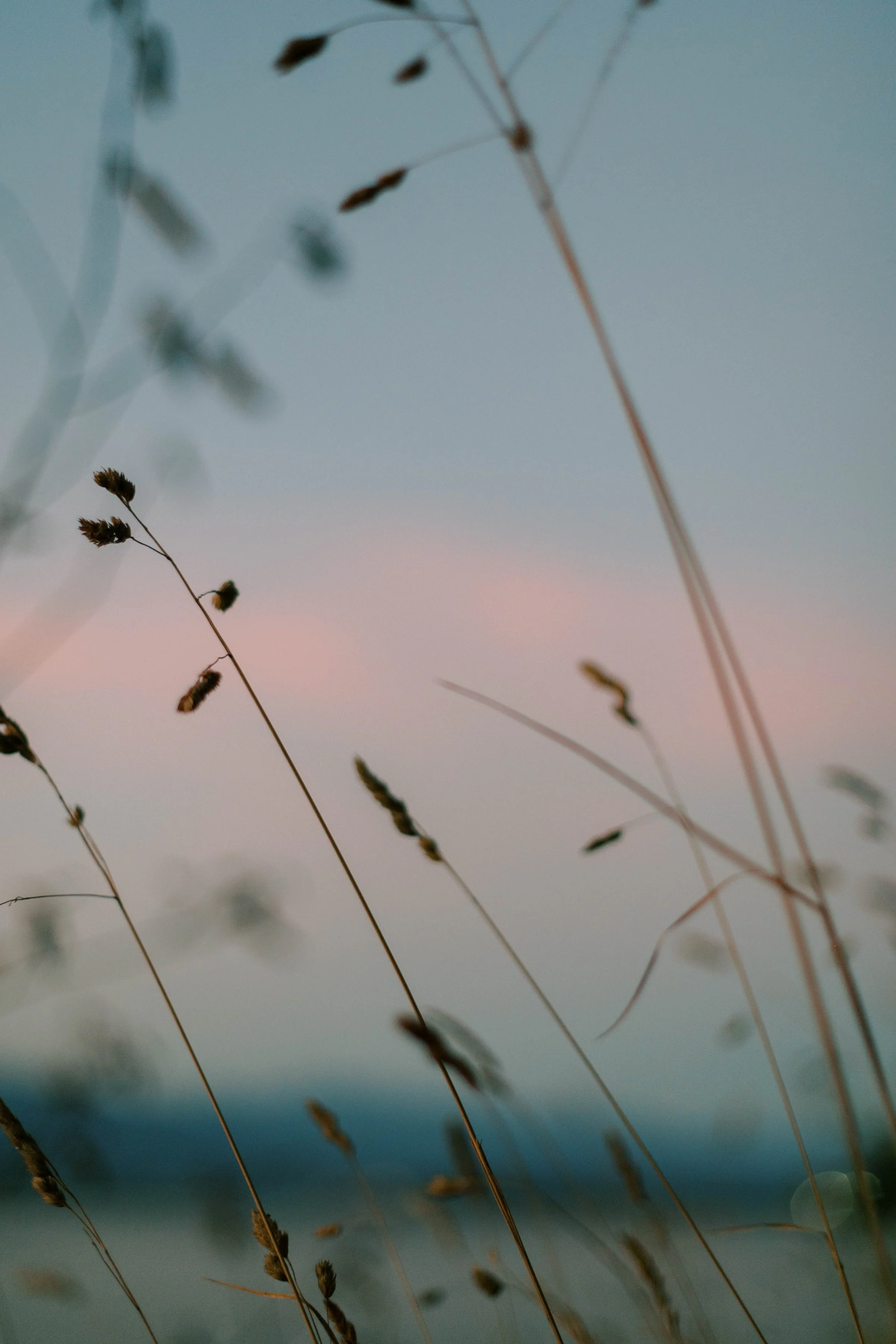 Wheat gently blowing in wind with sun setting in background