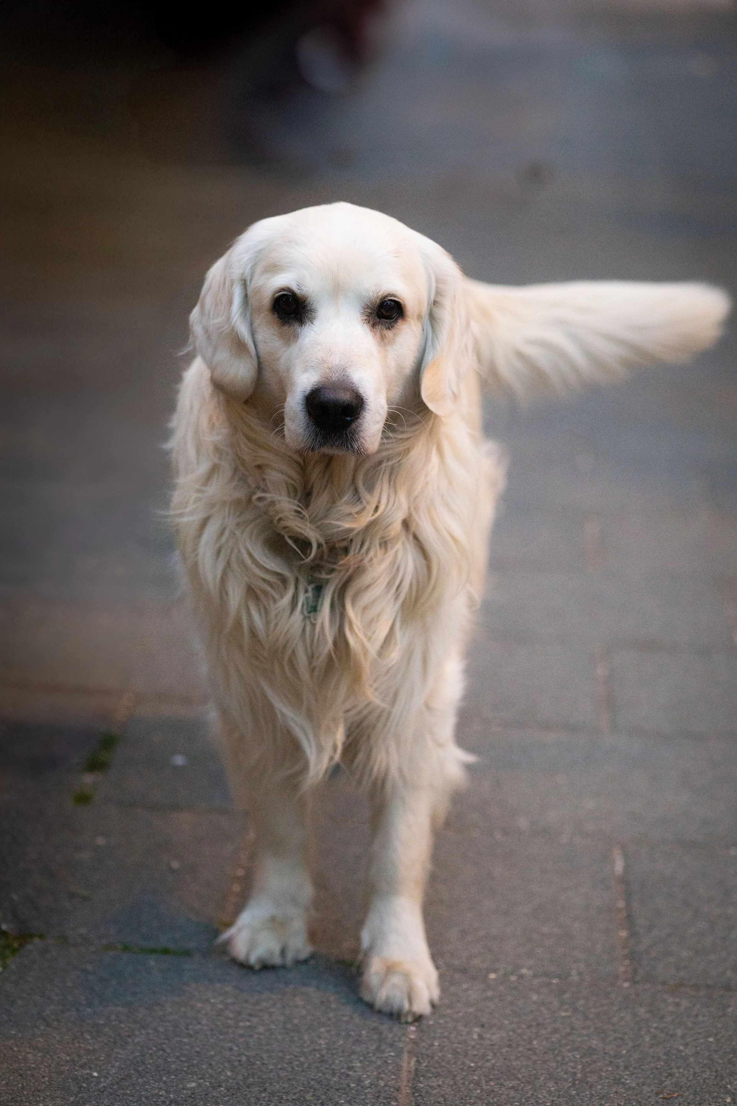 A friendly golden retriever standing on a city sidewalk, looking at the camera.