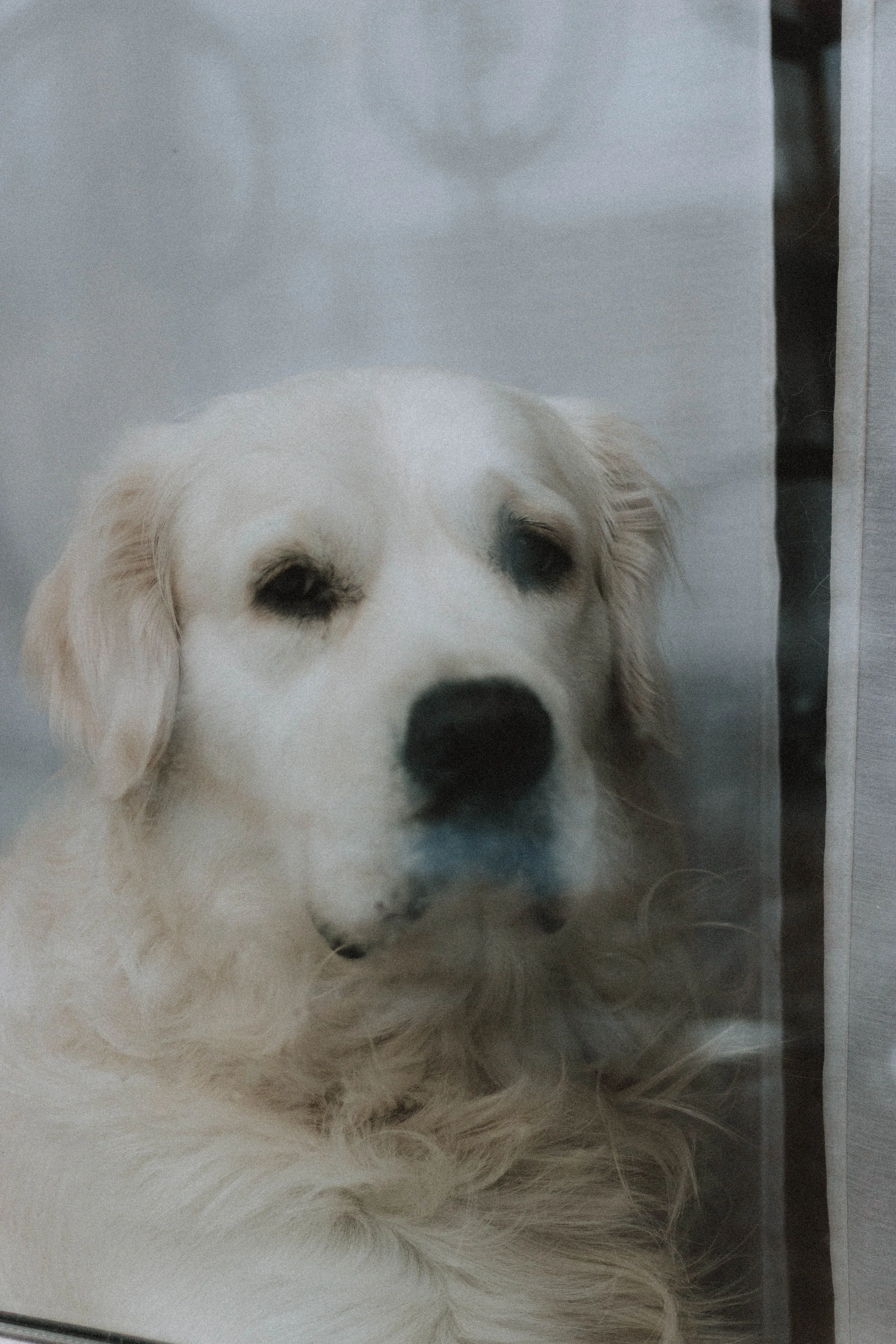 Adorable Labrador Retriever looking through a window with a reflective surface
