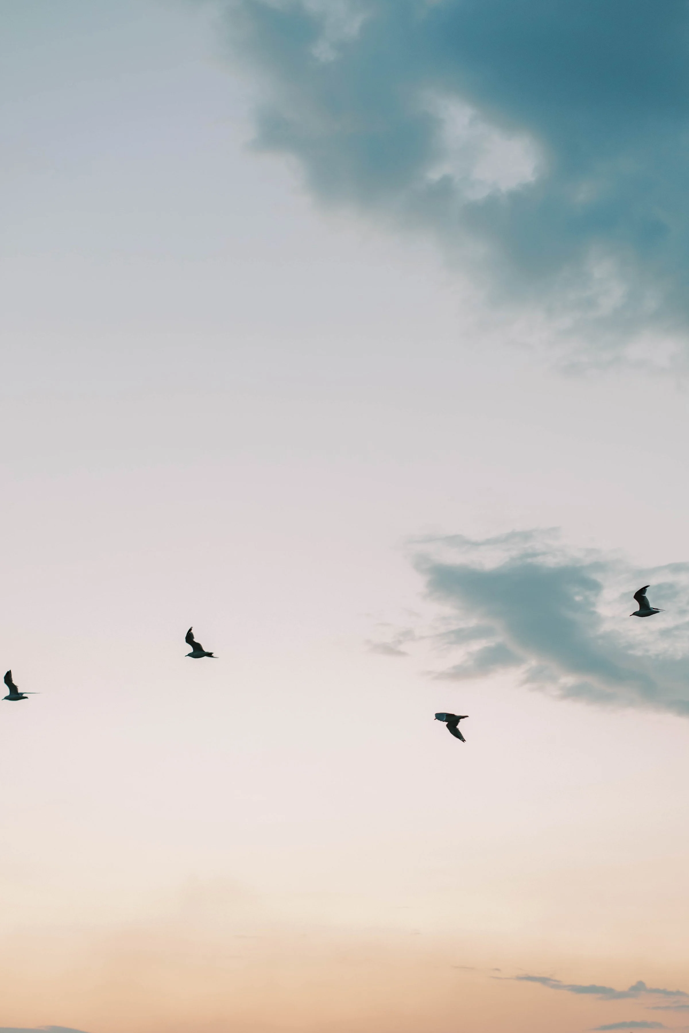 Birds flying at sunset