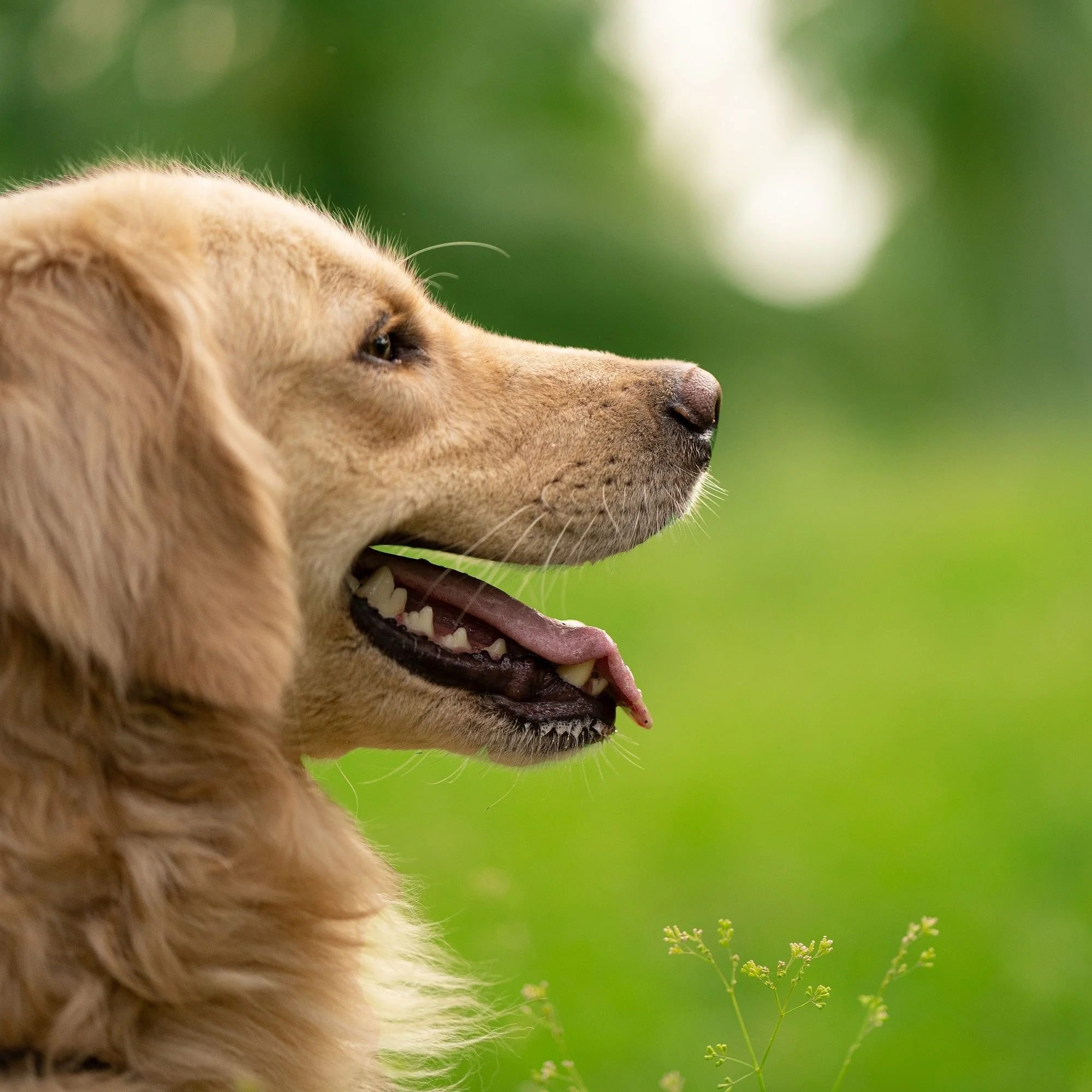 Close-up of a happy Golden Retriever with a lush green background, showcasing its playful nature.