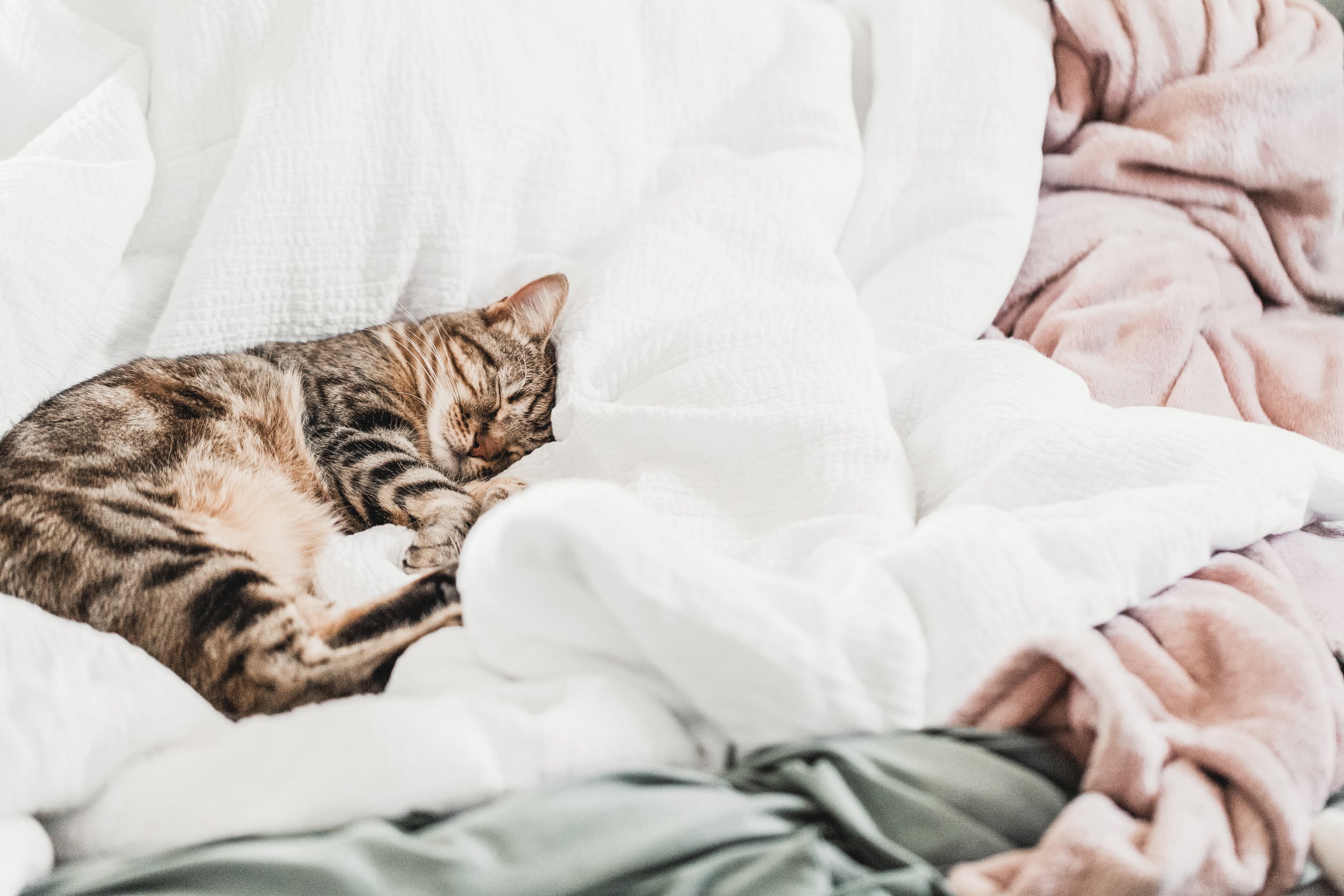 Kitty sleeping on bed