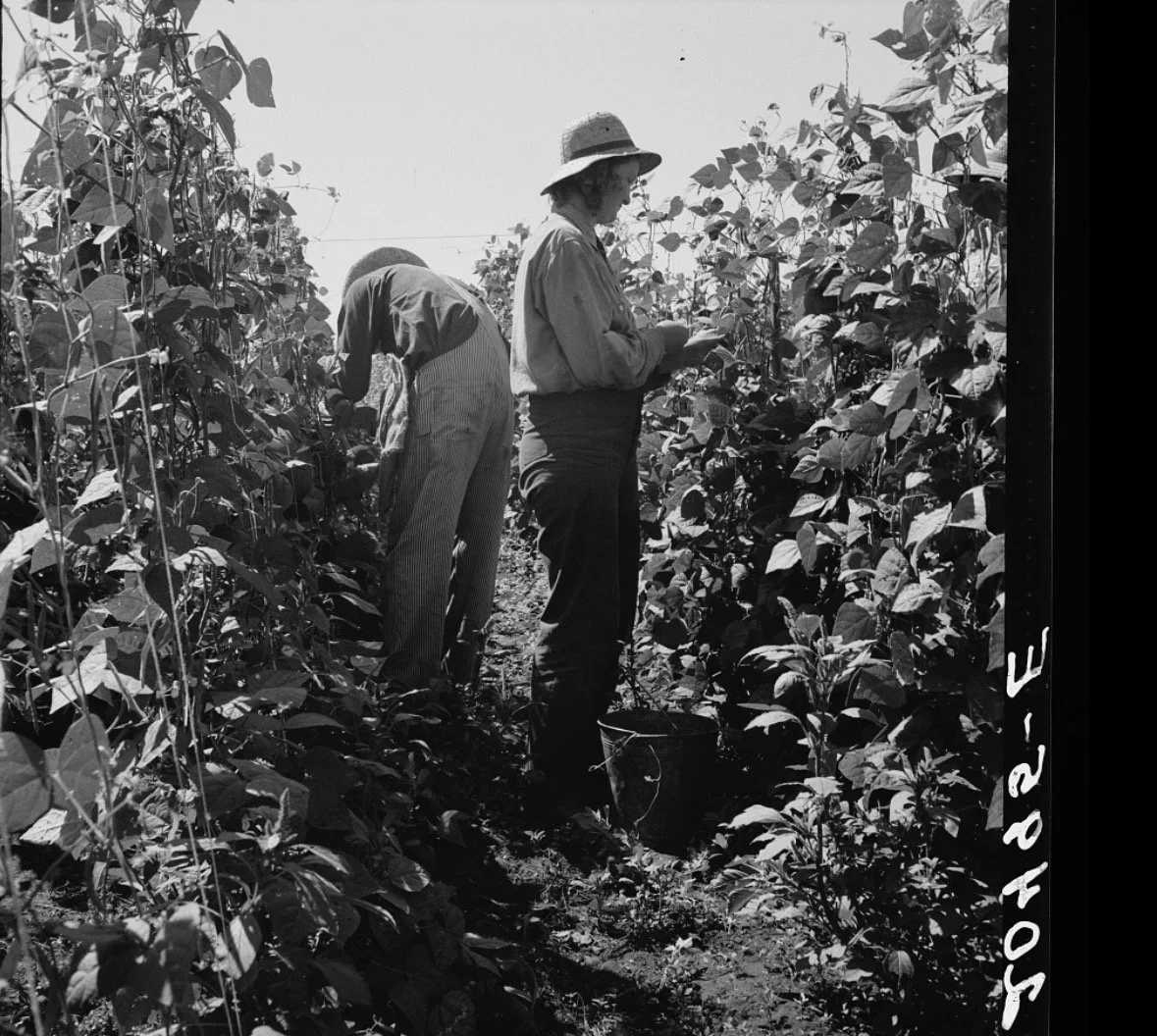 Farmers in field