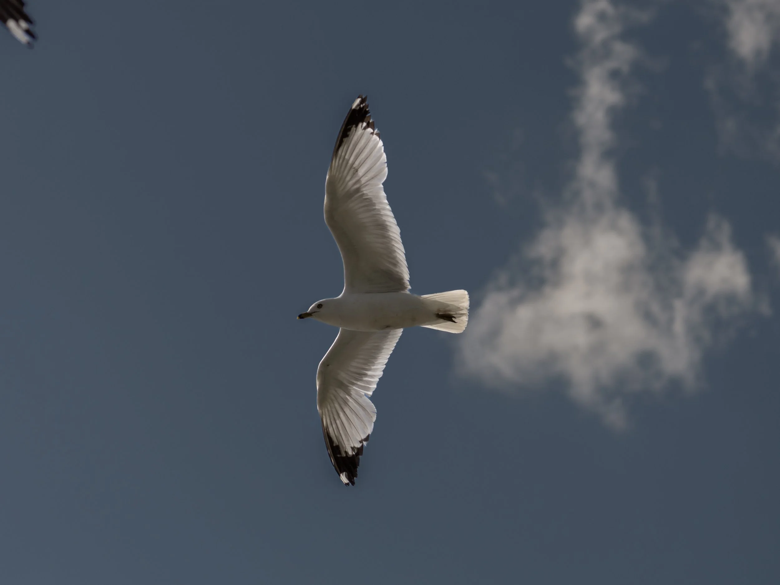 5-DSC04727.jpg