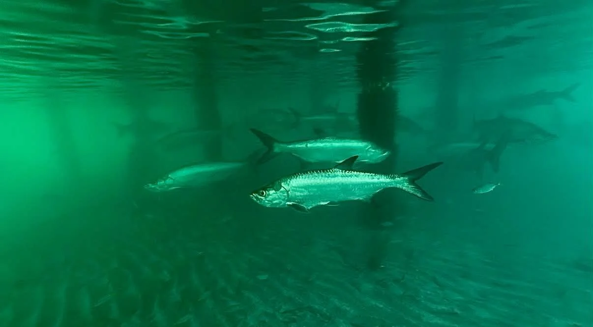 Several fish swimming underwater in green-tinted water.