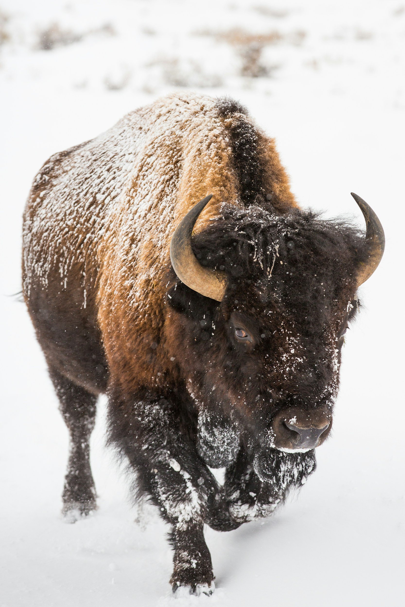 A bison walking through snow with snow on its body and in the background.