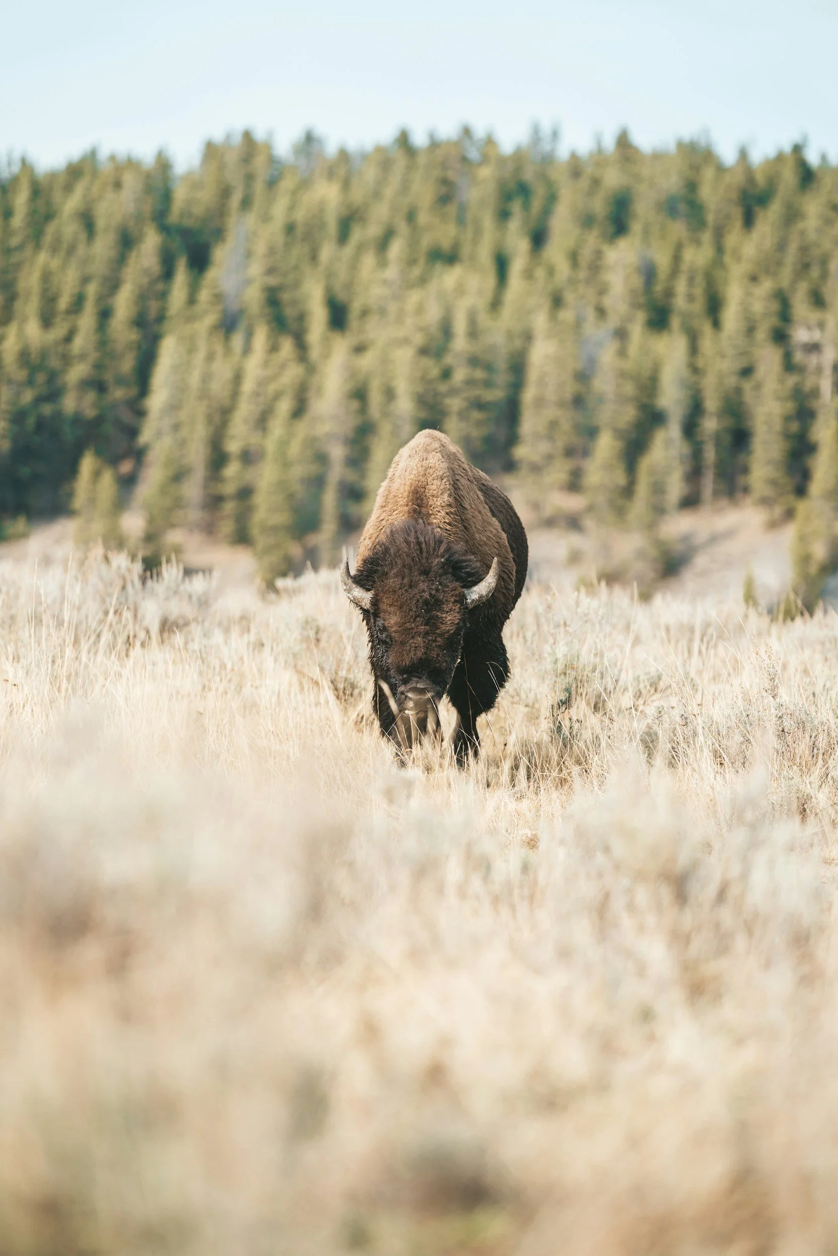 A bison grazing in a grassy field with a forest of tall evergreen trees in the background.