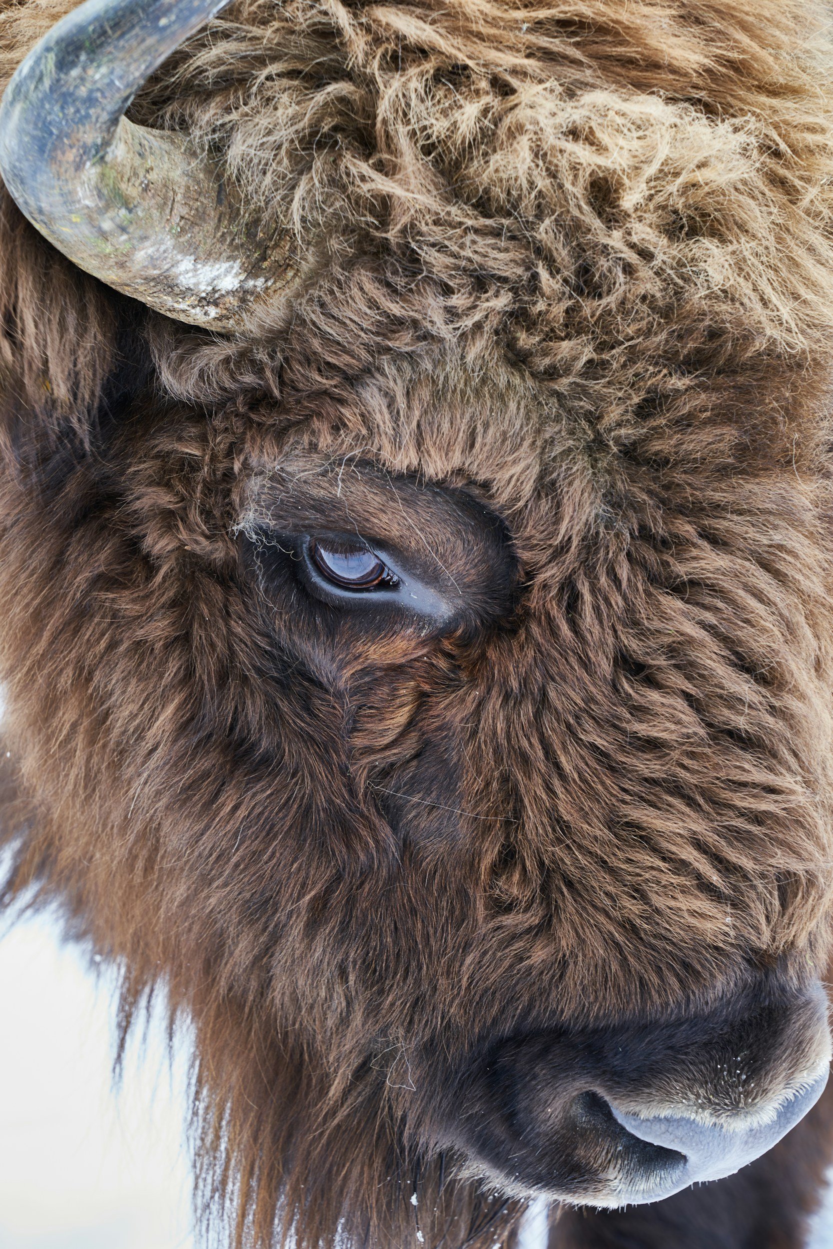 What Bison Can Teach Us About Crisis Communication
