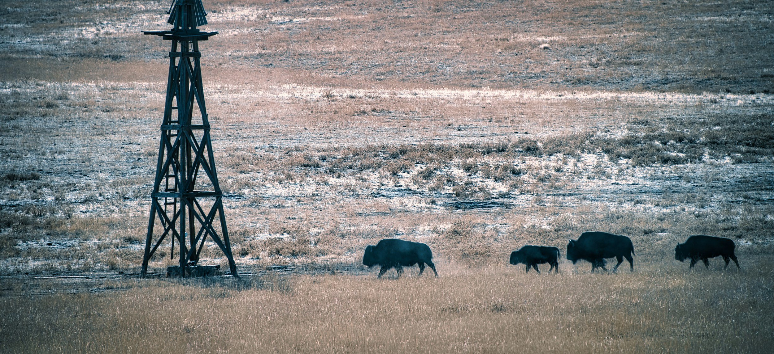 Bison herd walking across a prairie with dry grass, near a metal communication tower.