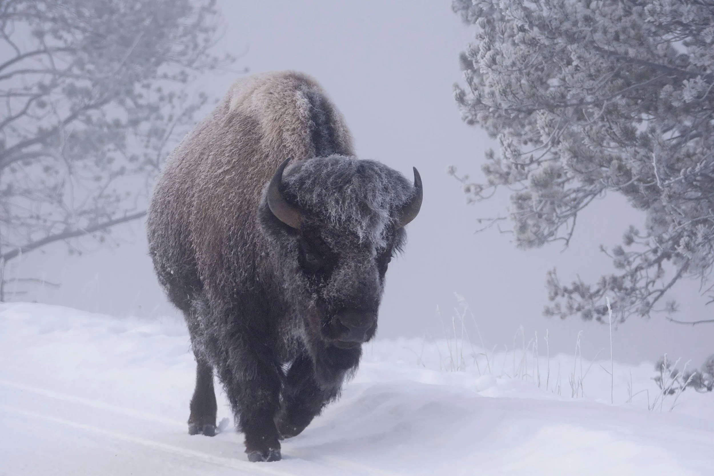 A bison walking through a snowy landscape with snow-covered trees in the background.