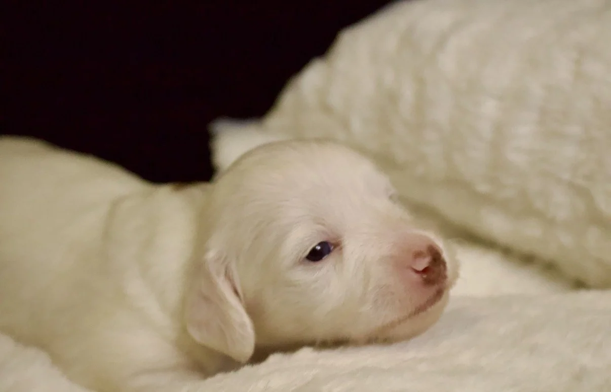 Lumi: Reserved