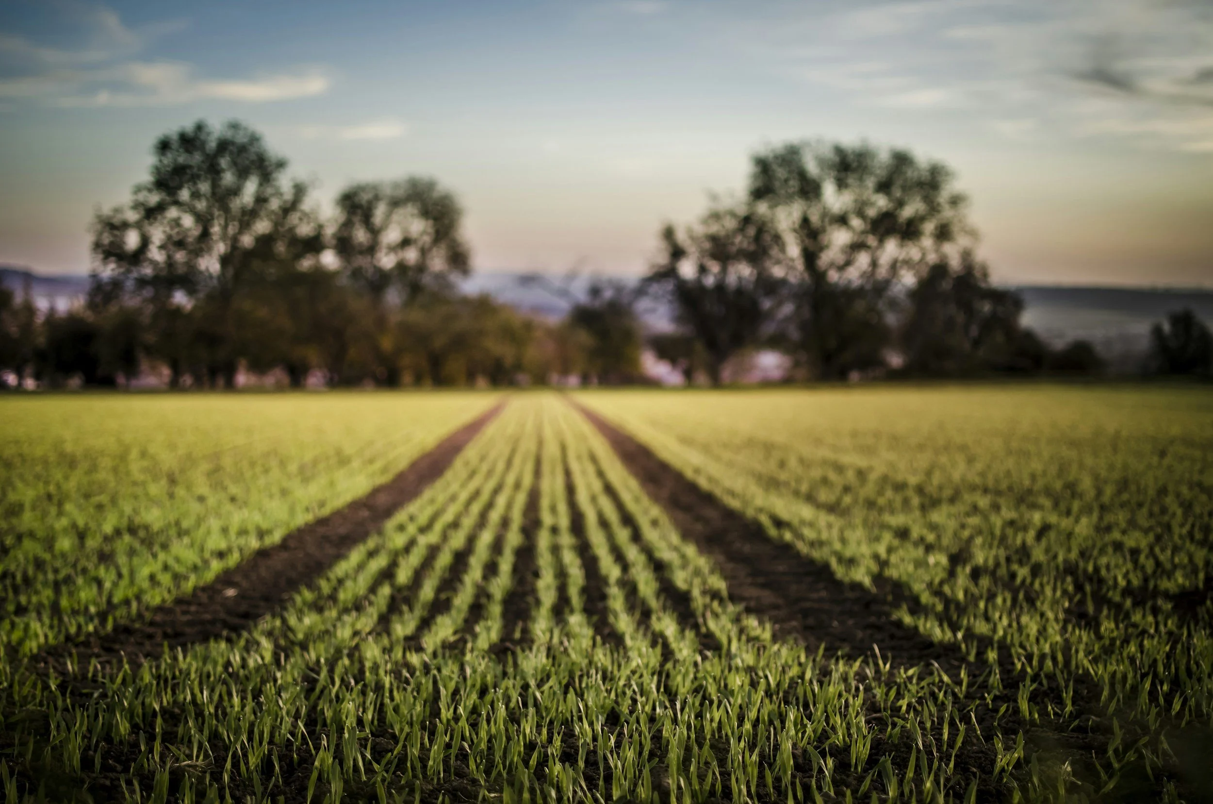 A field with young green crops growing evenly, with trees in the background and a partly cloudy sky at sunset.