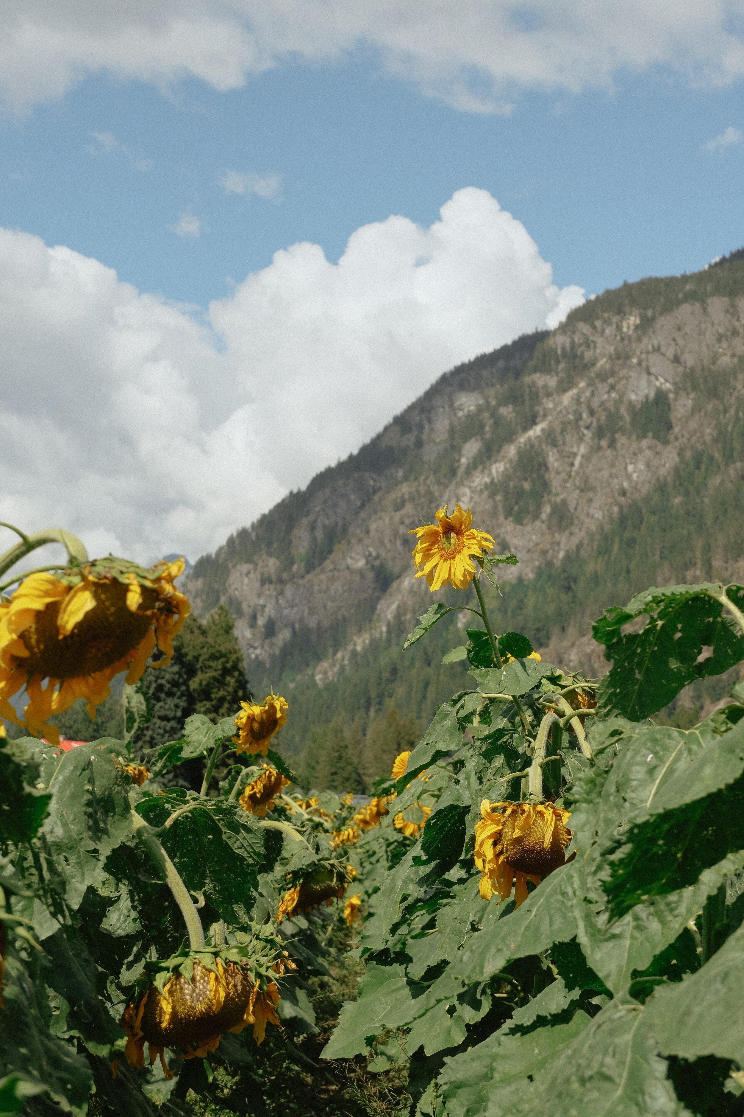 pemberton-28.jpg