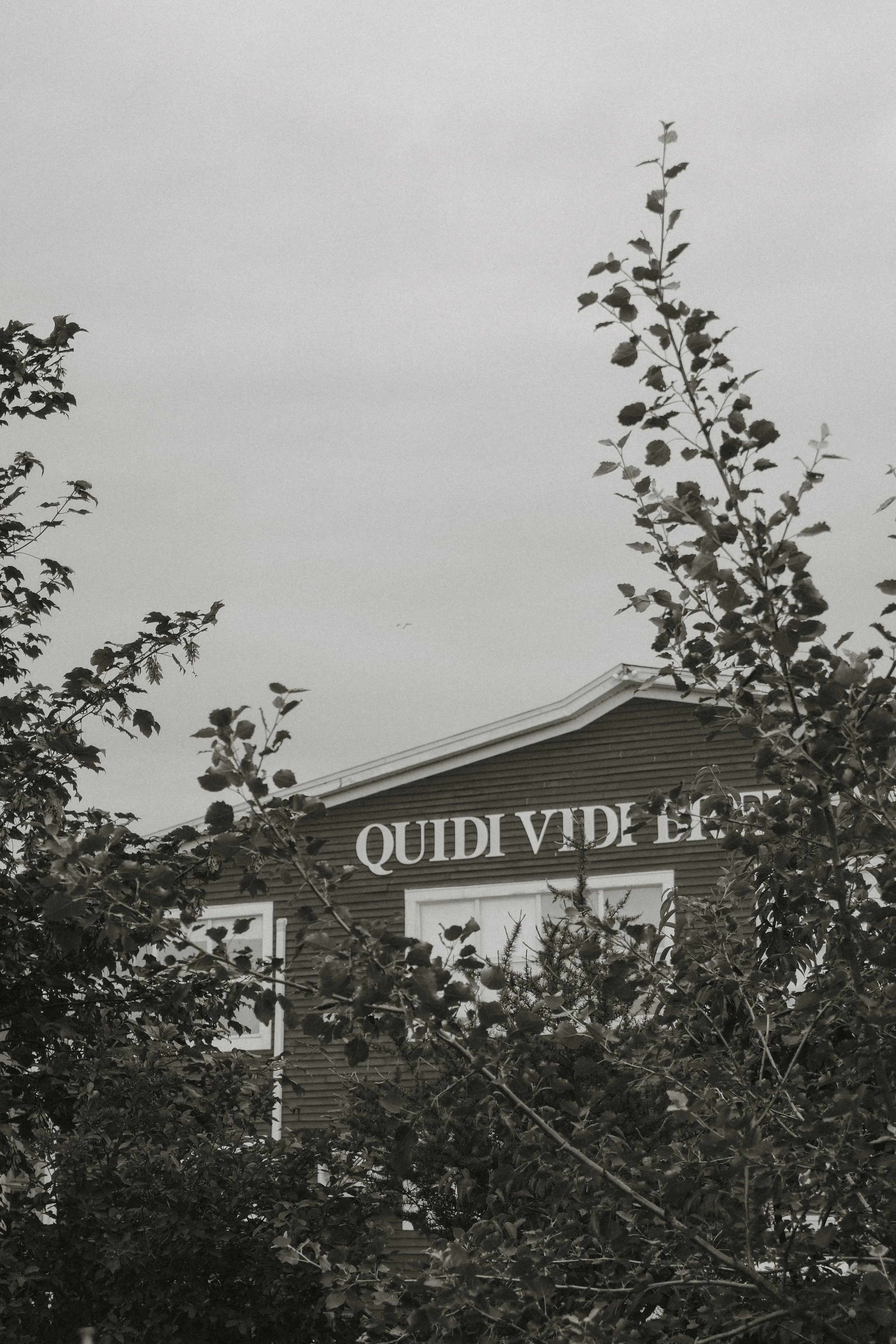 quidi vidi brewery