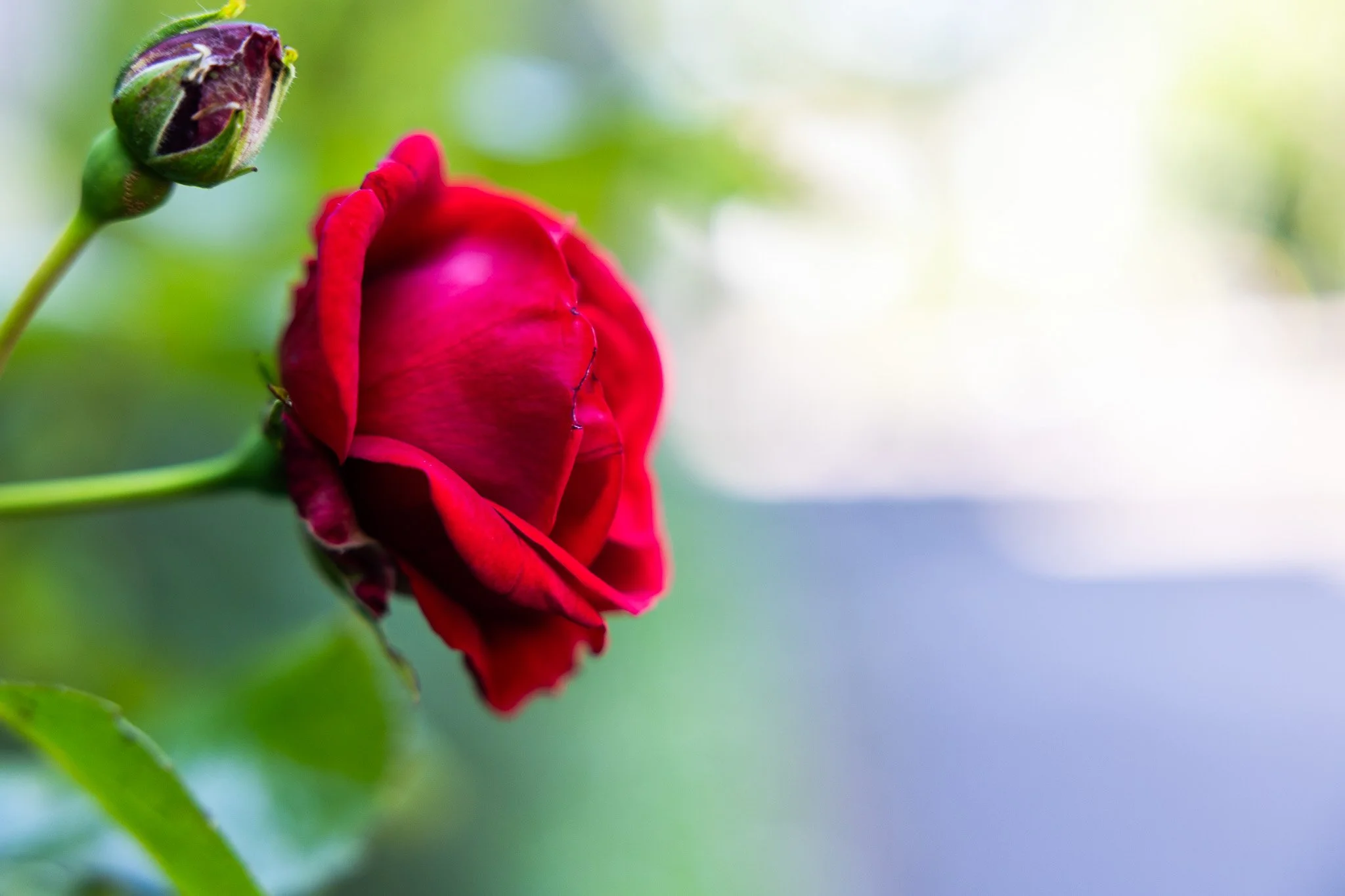 Detail Photography- UCC's Flora in spring, 2026