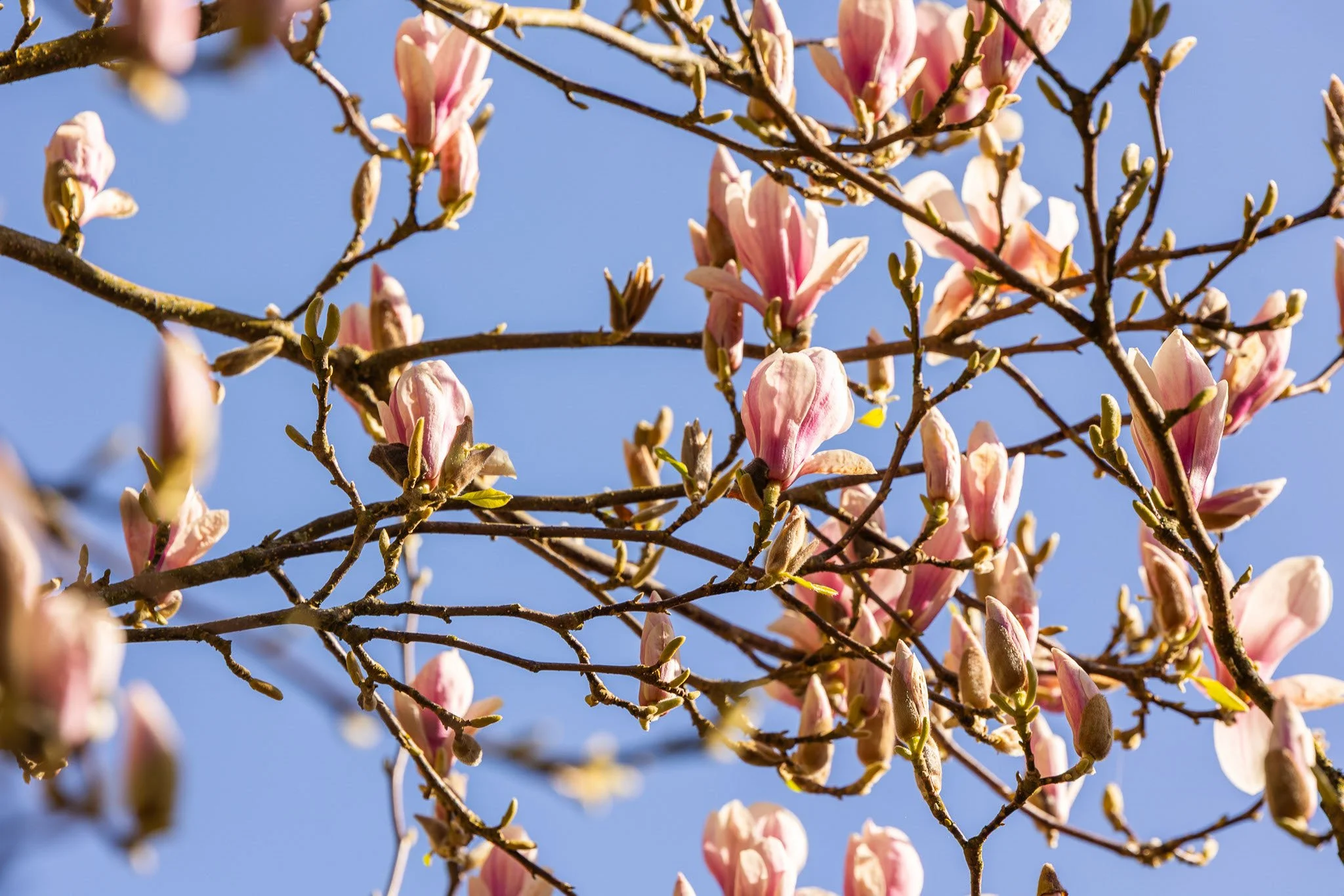 Detail Photography- UCC's Flora in spring, 2025