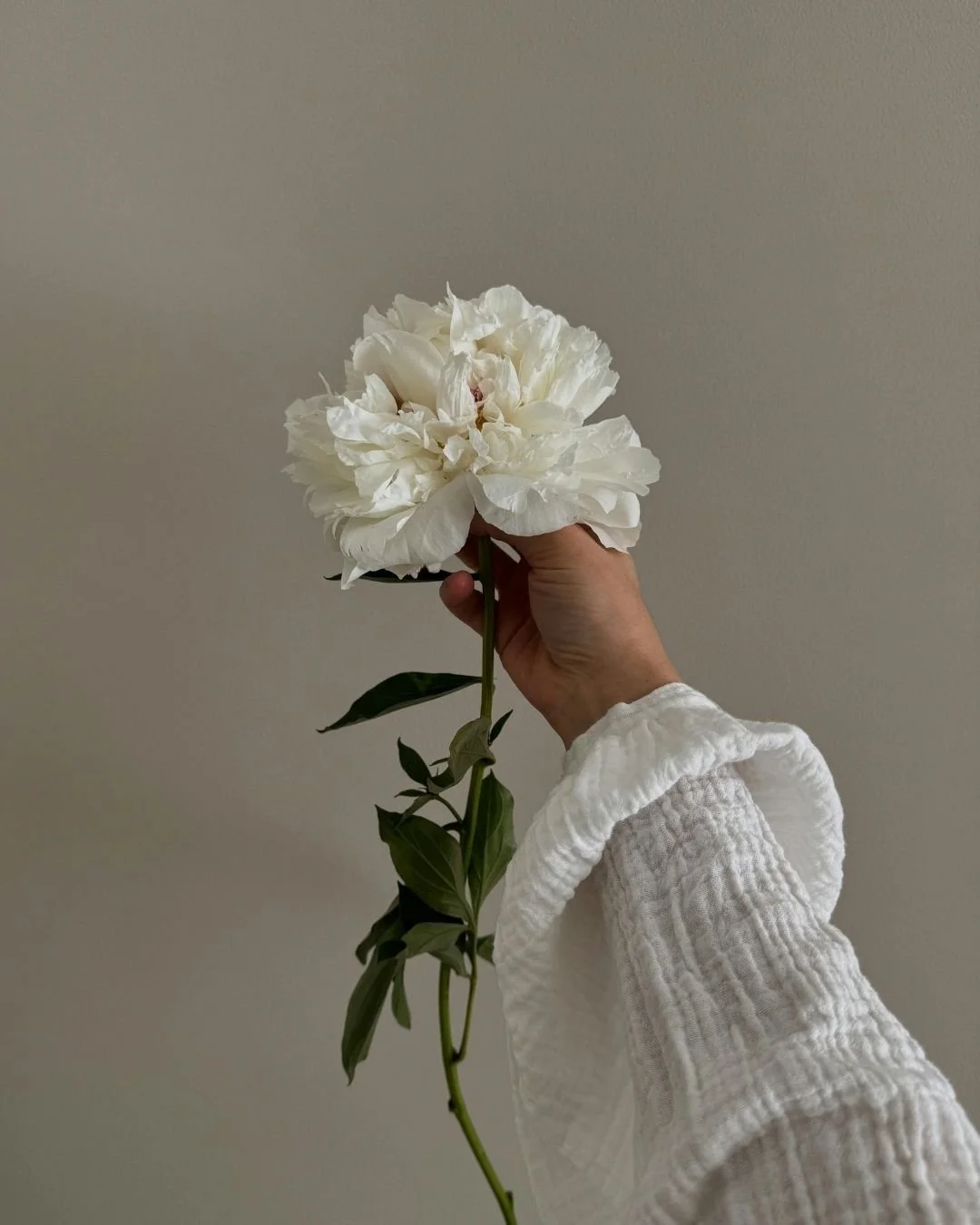 Therapit Minh Ngo holding a large white peony flower against a plain wall, dressed in a white long sleeve shirt.