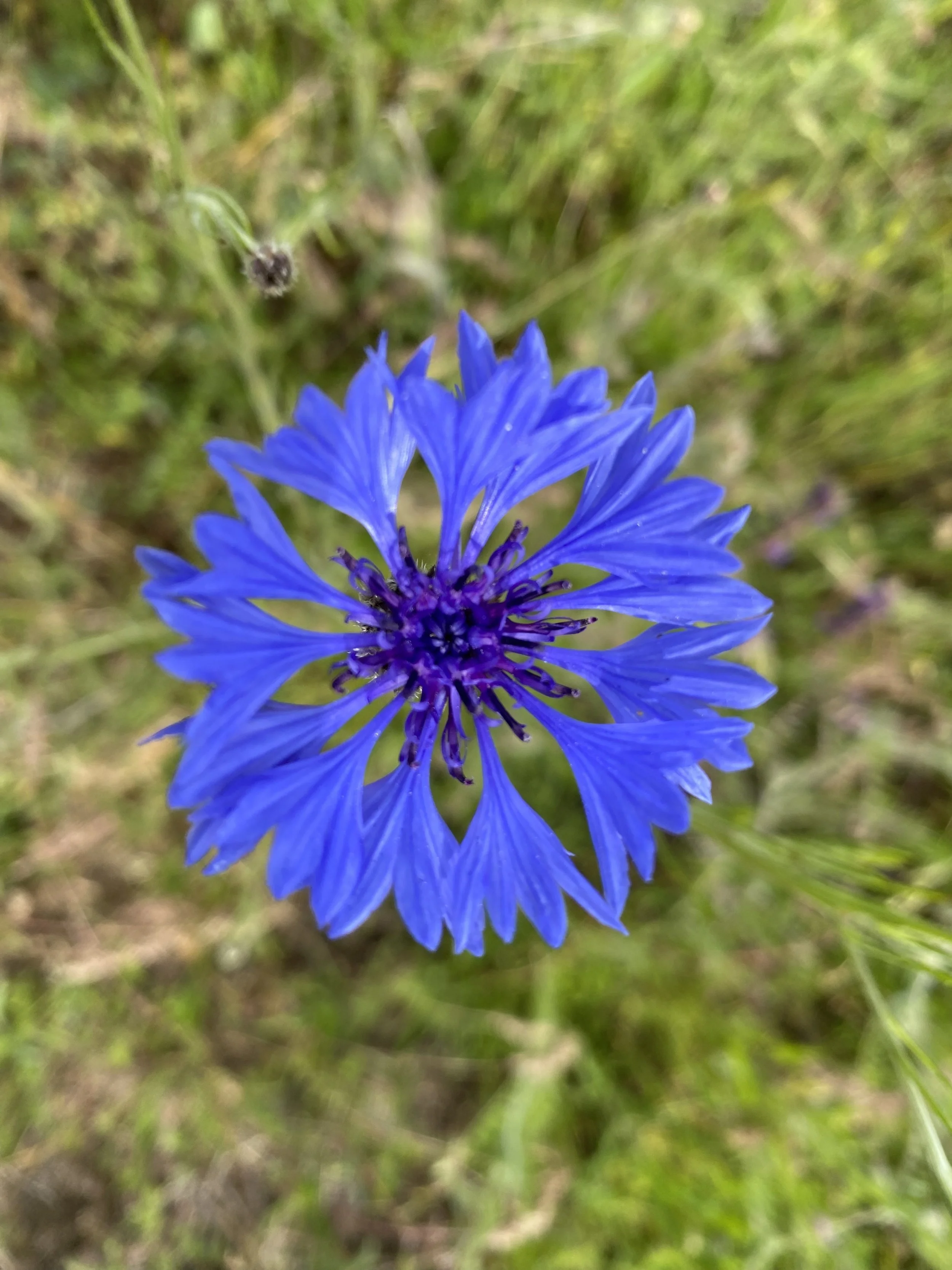Flower Blue.jpg