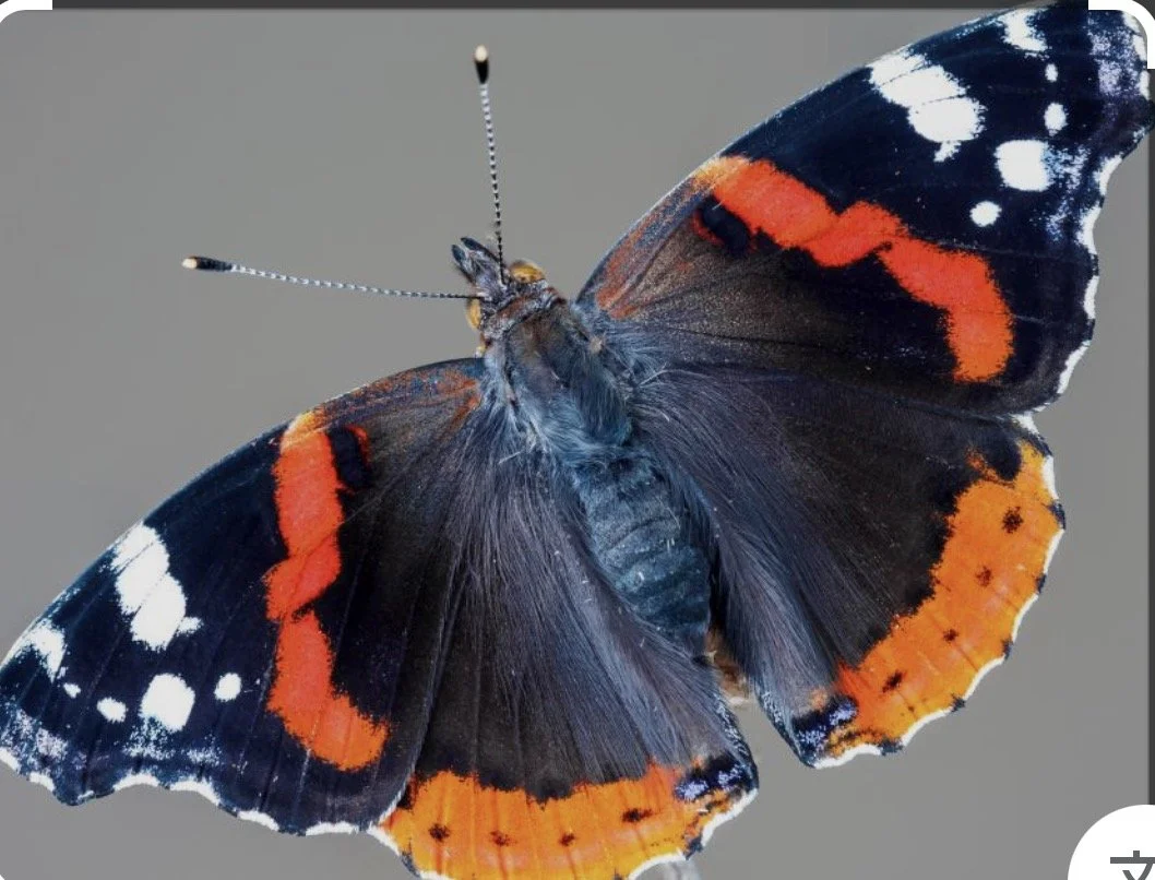 Close-up of a butterfly with black, orange, and white wings.