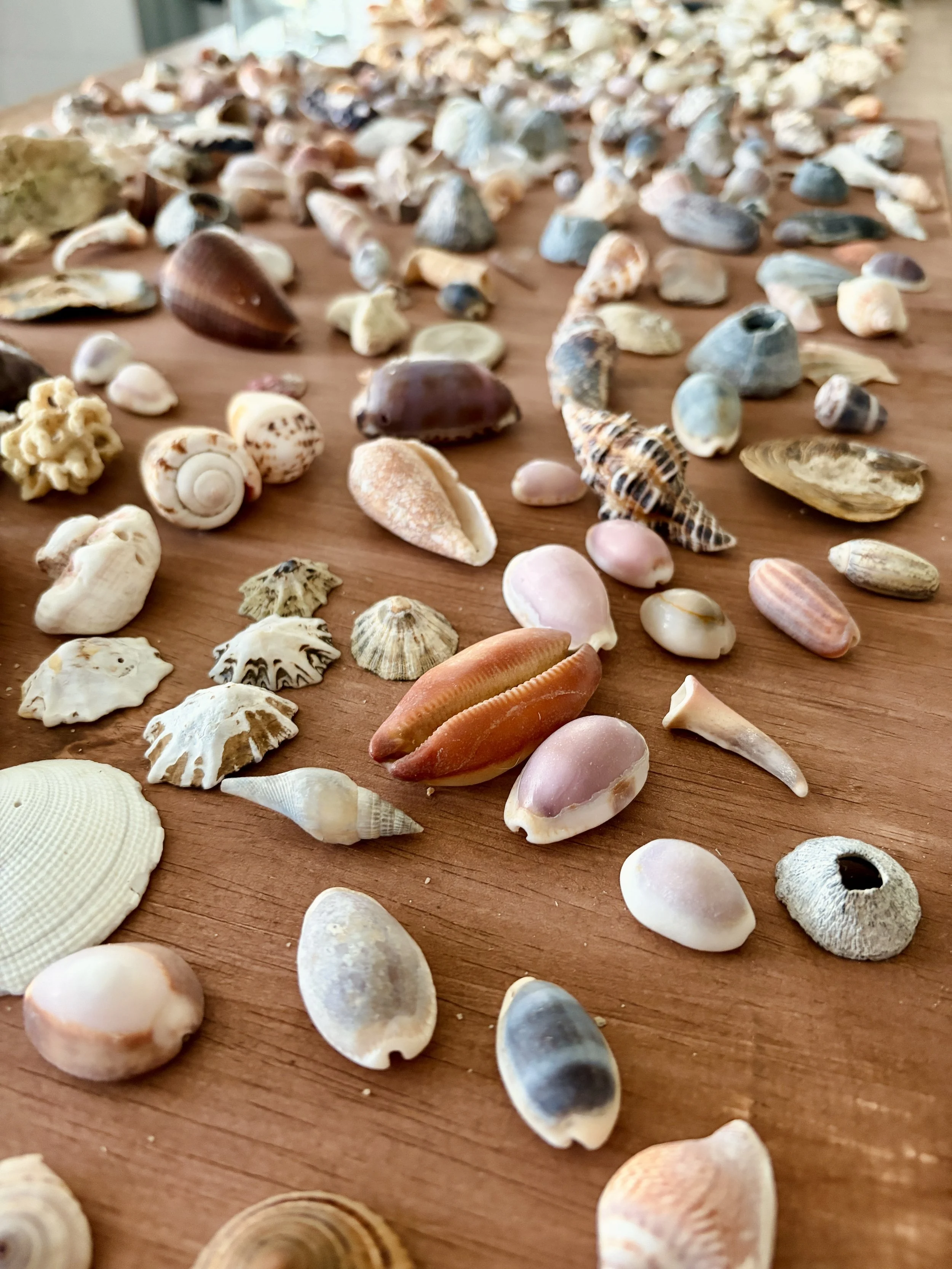 Restoring Weathered Shells.