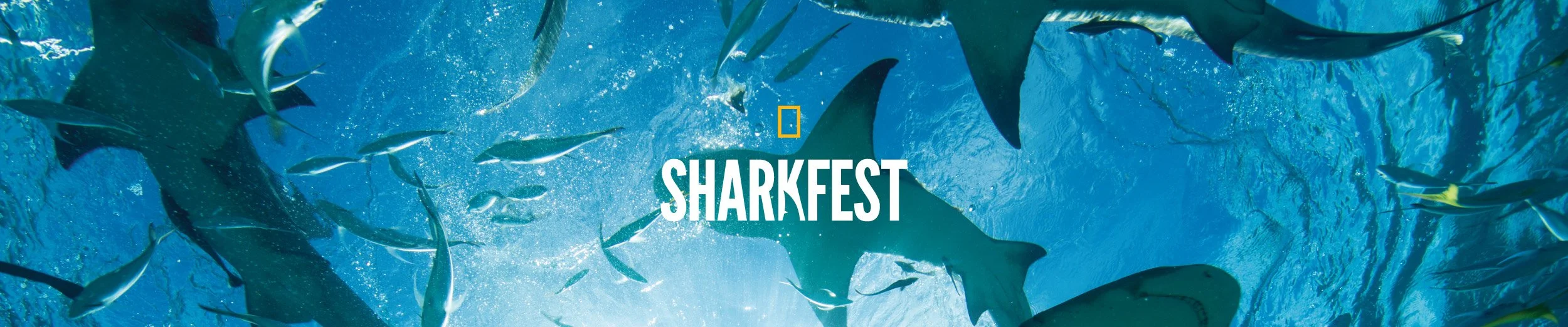 National Geographic Wild SharkFest social media campaign cover banner featuring an underwater photograph of multiple sharks swimming in bright blue ocean water with the SharkFest logo and National Geographic yellow rectangle icon.