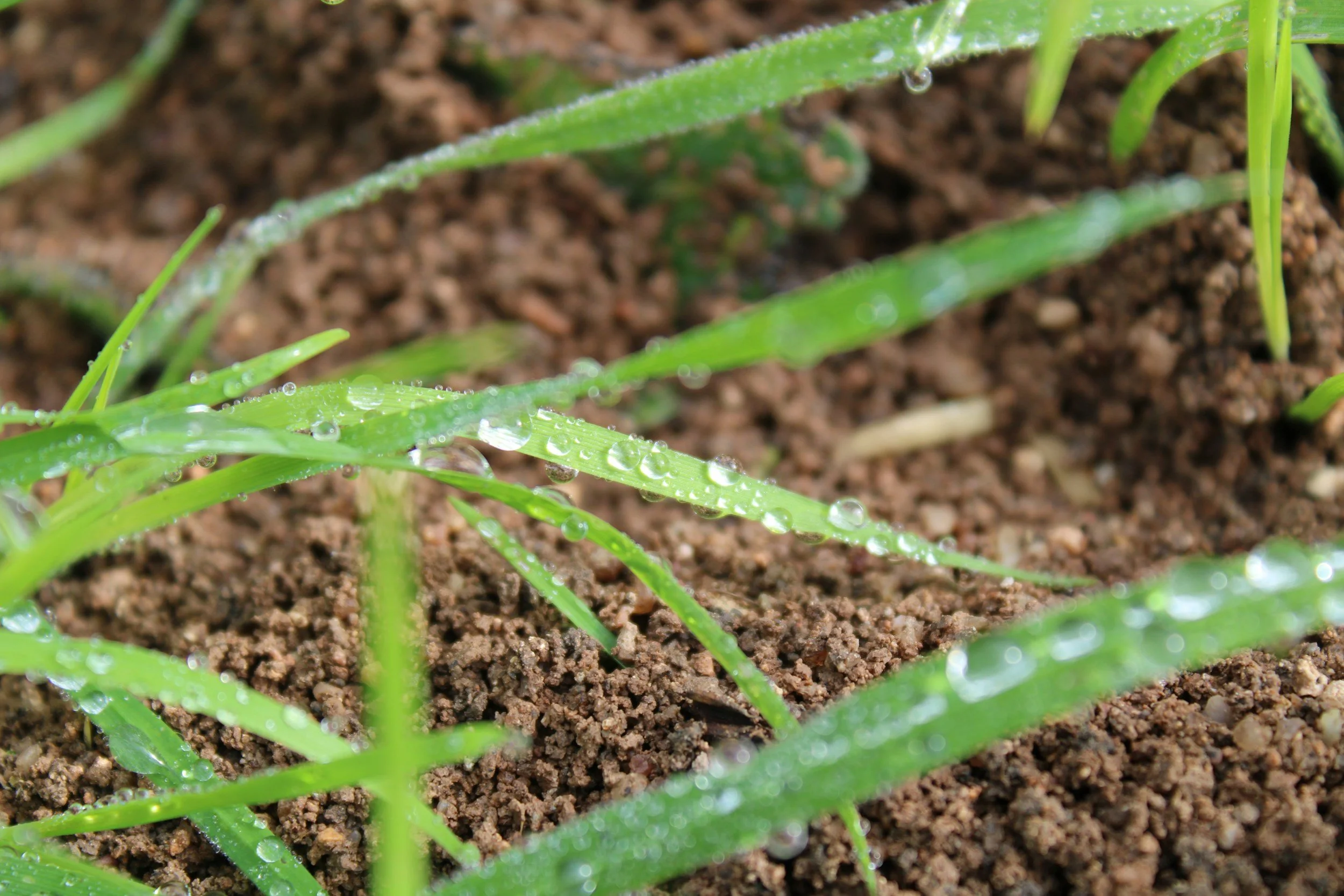 Close-up of green grass blades with water droplets on them growing in dark brown soil.