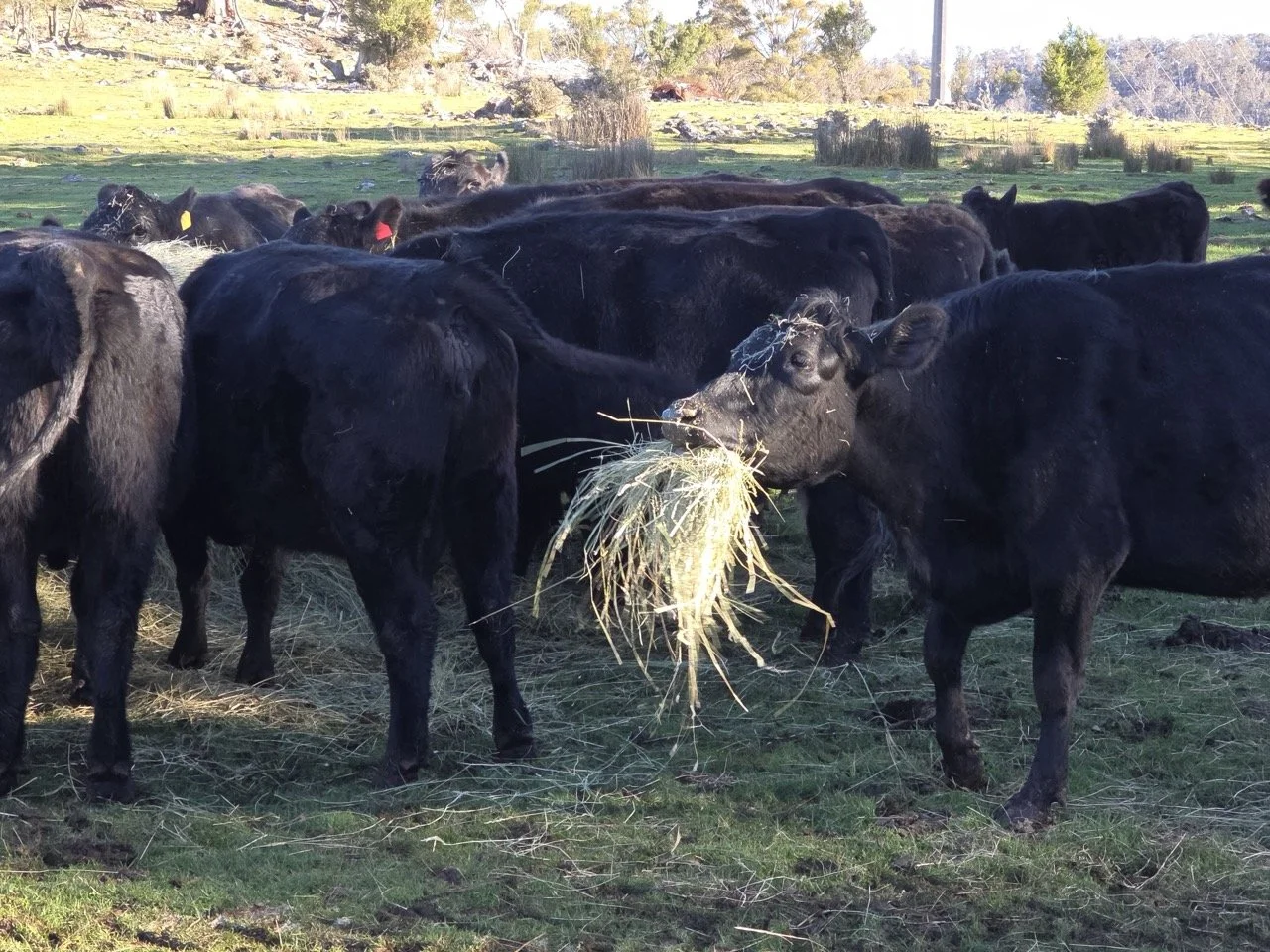 Tassie-Wagyu-cow-2 Large.jpeg