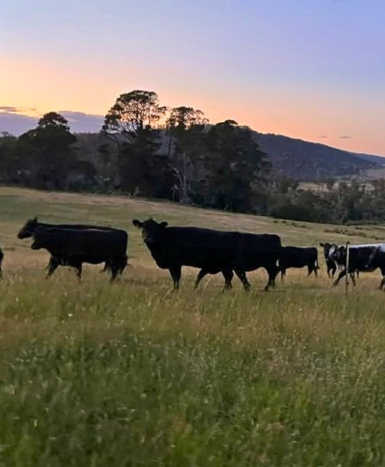Group of cows grazing on a grassy field with hills and trees in the background during sunset.
