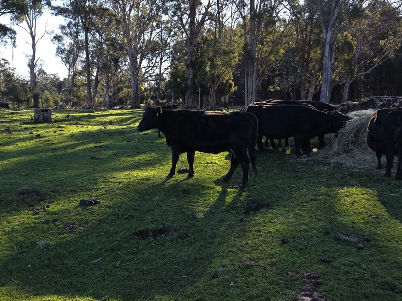 Tassie-Wagyu-cow-1 Large.jpeg