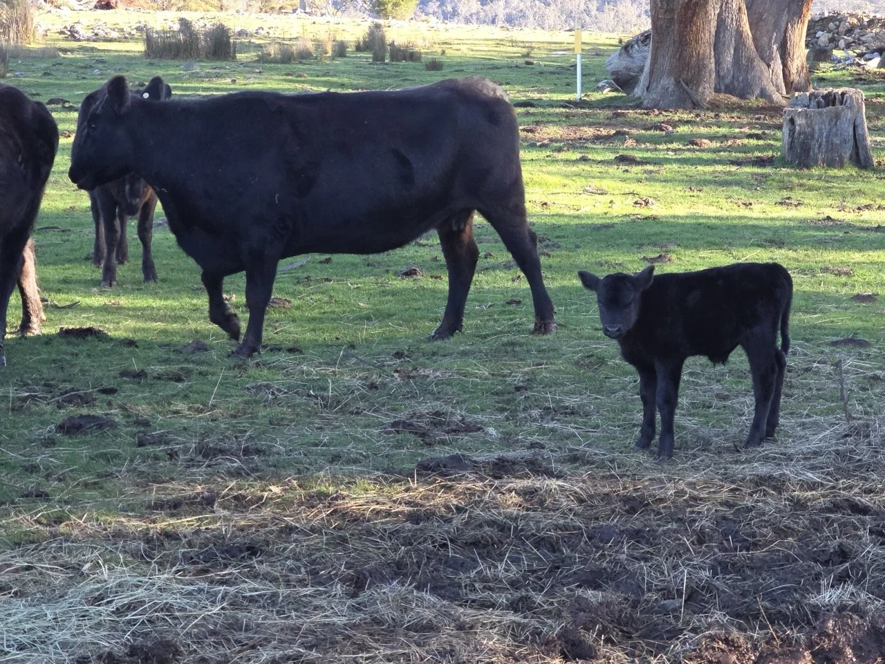 Tassie-Wagyu-cow-3 Large.jpeg