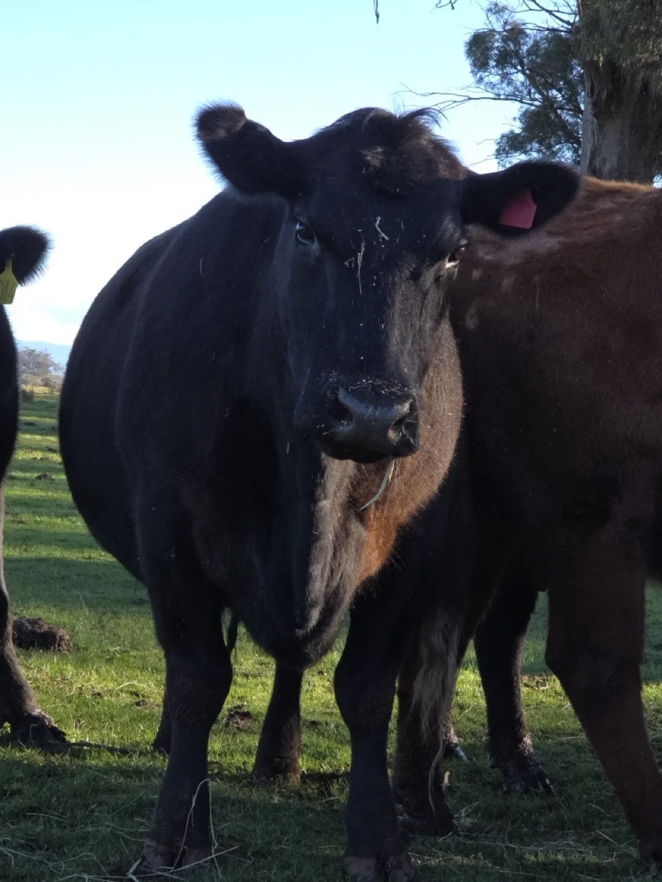 Tassie-Wagyu-cow-4 Large.jpeg