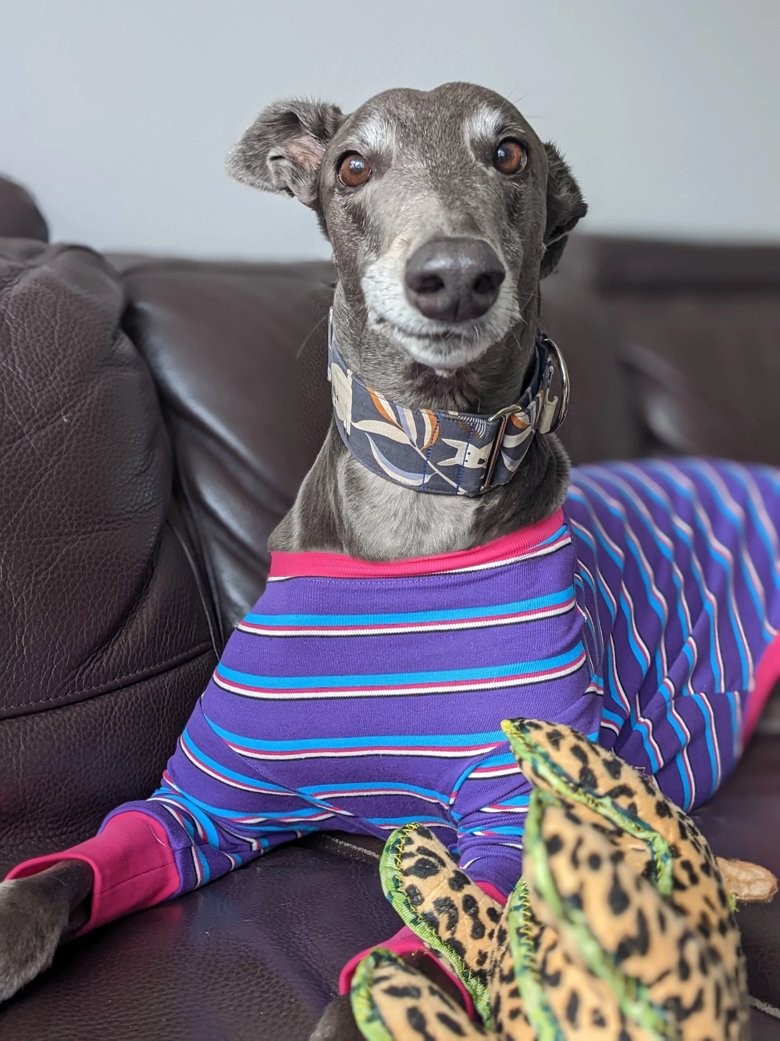 A gray greyhound with a blue and orange patterned collar and purple, pink, and blue striped shirt sitting on a black leather couch, looking directly at the camera with a neutral expression.
