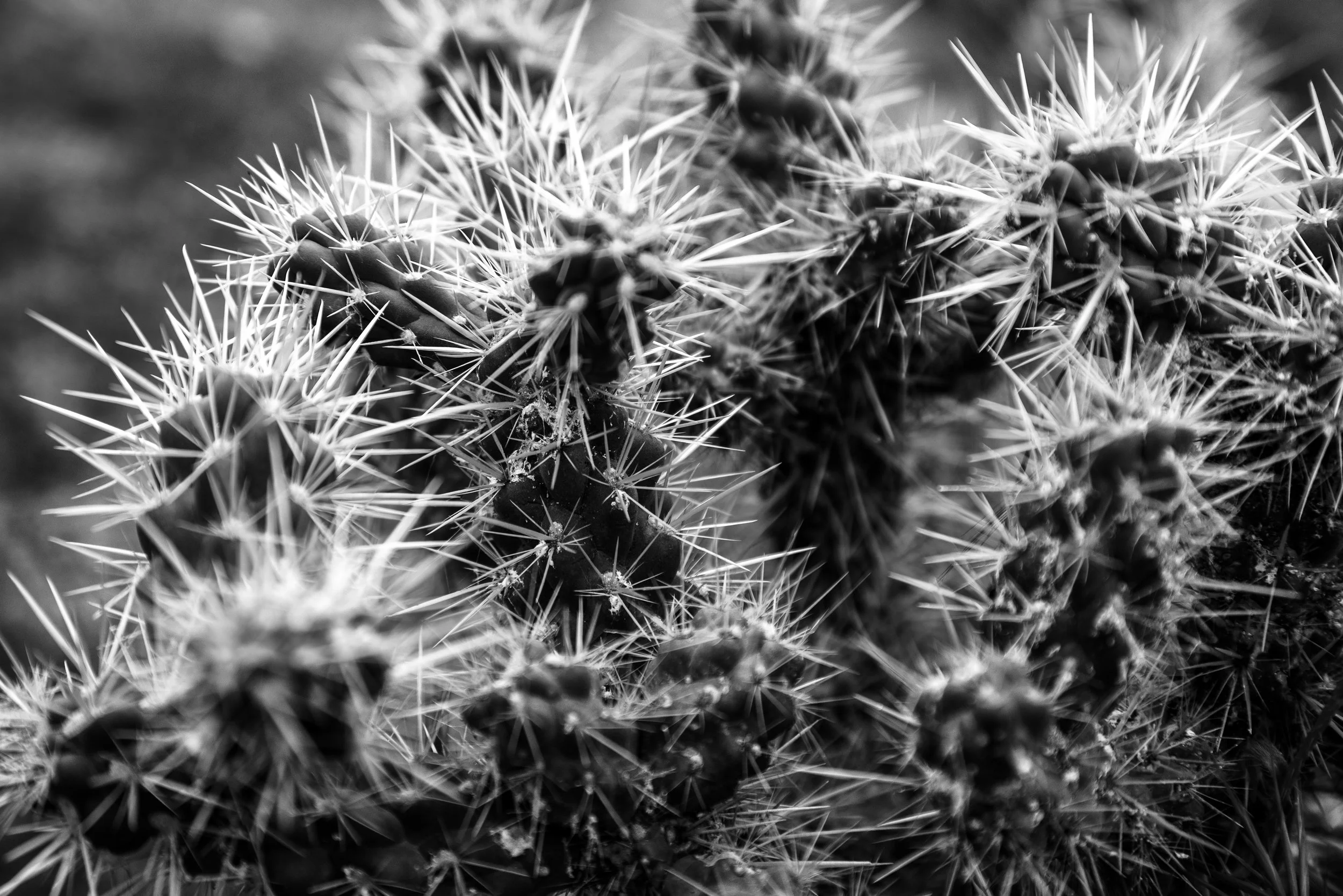 Cactus 
