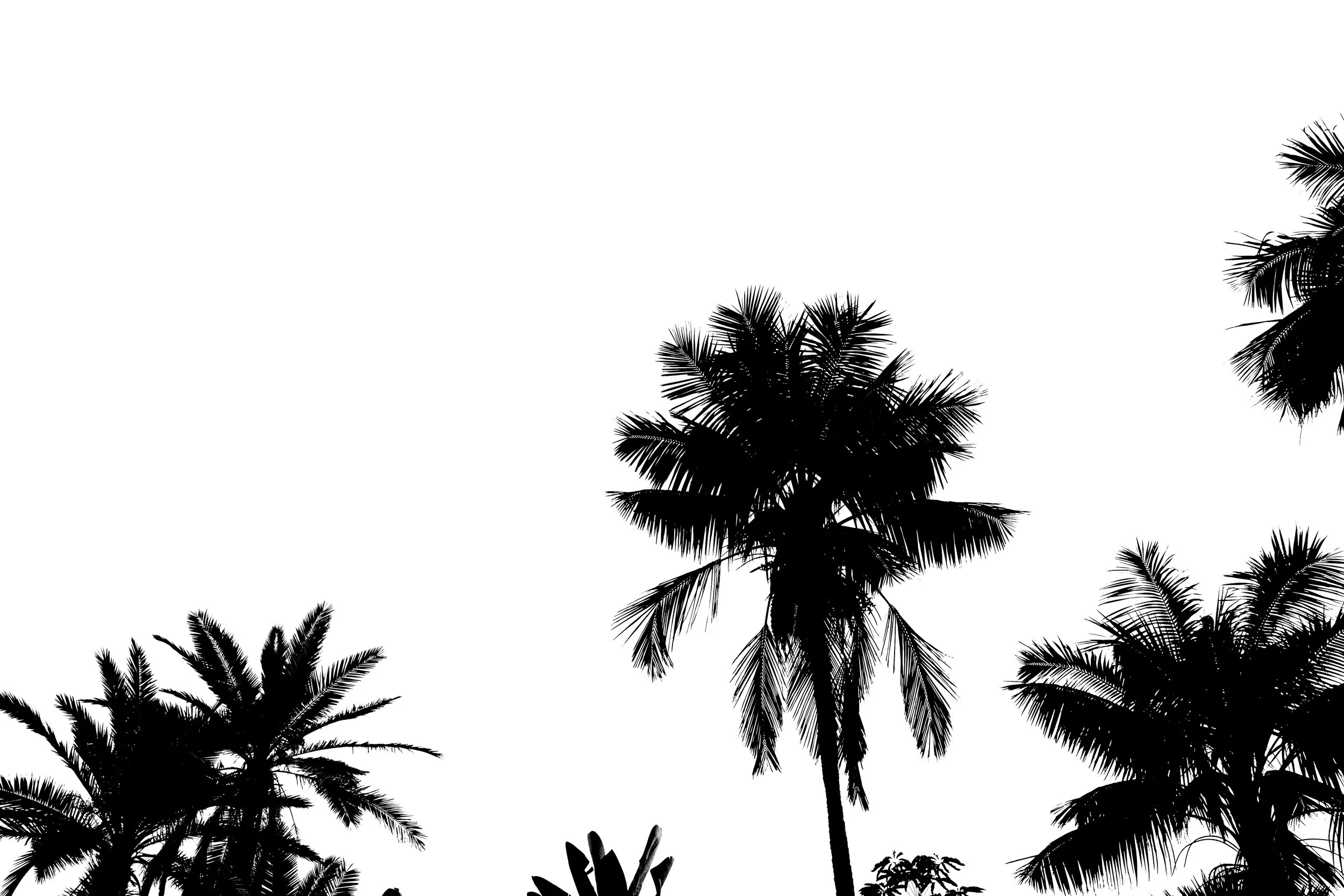 palms