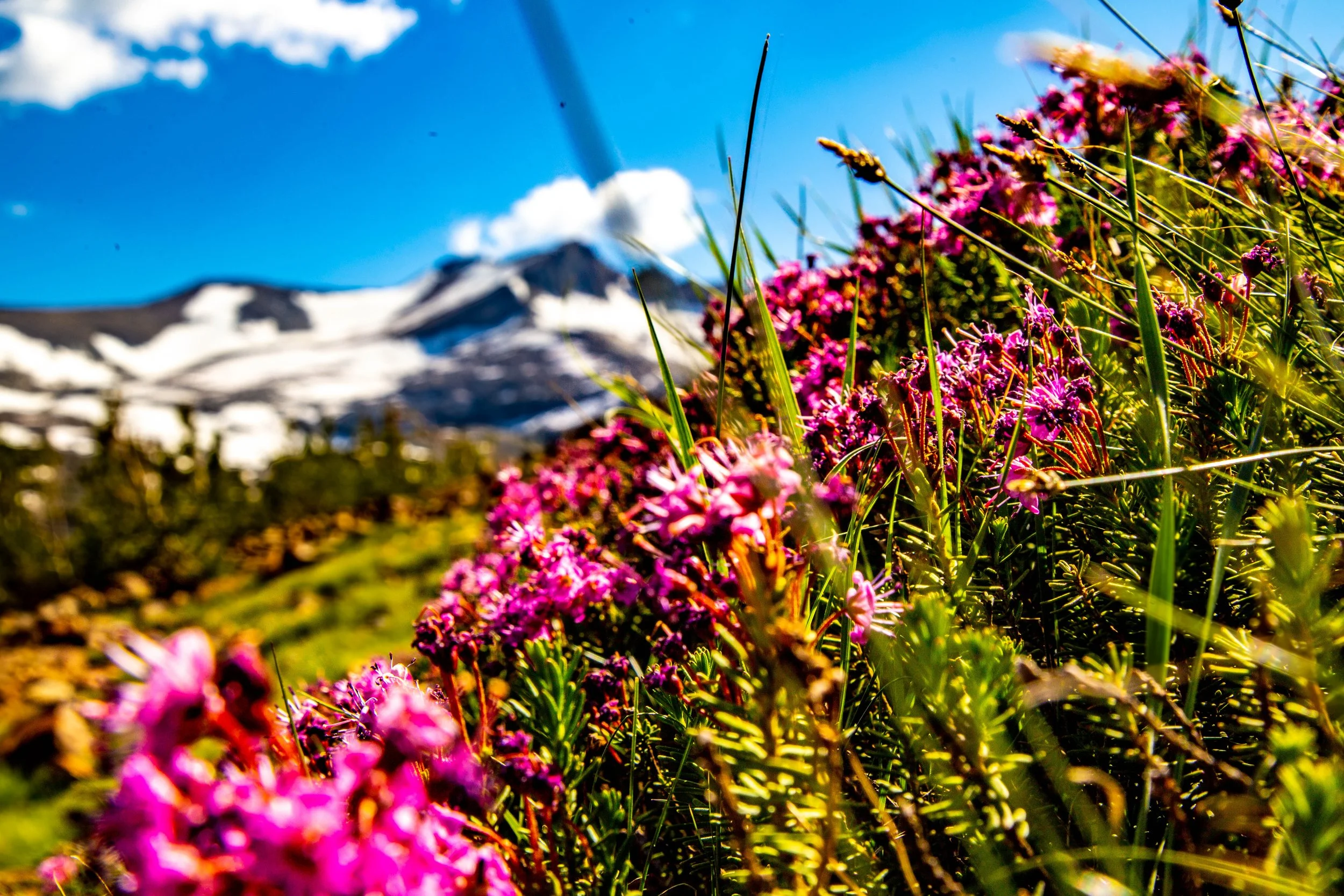 Yosemite Flowers