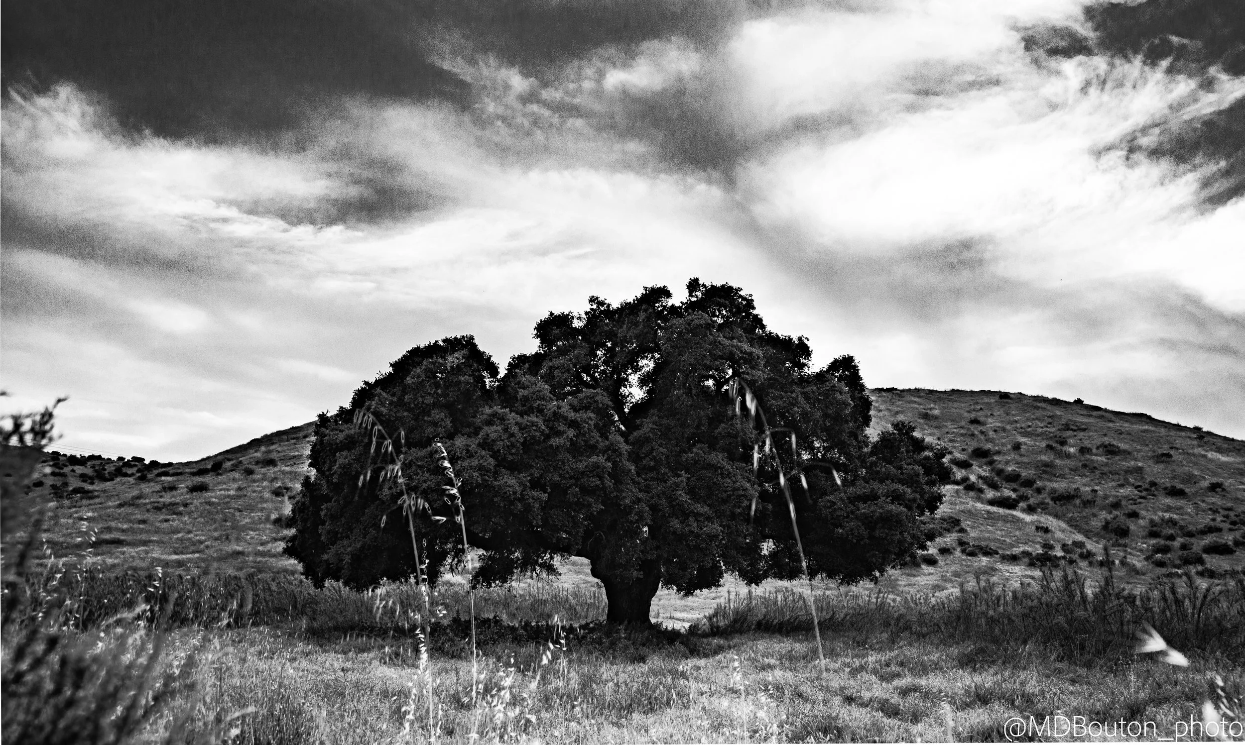aAone Black White Oak Tree