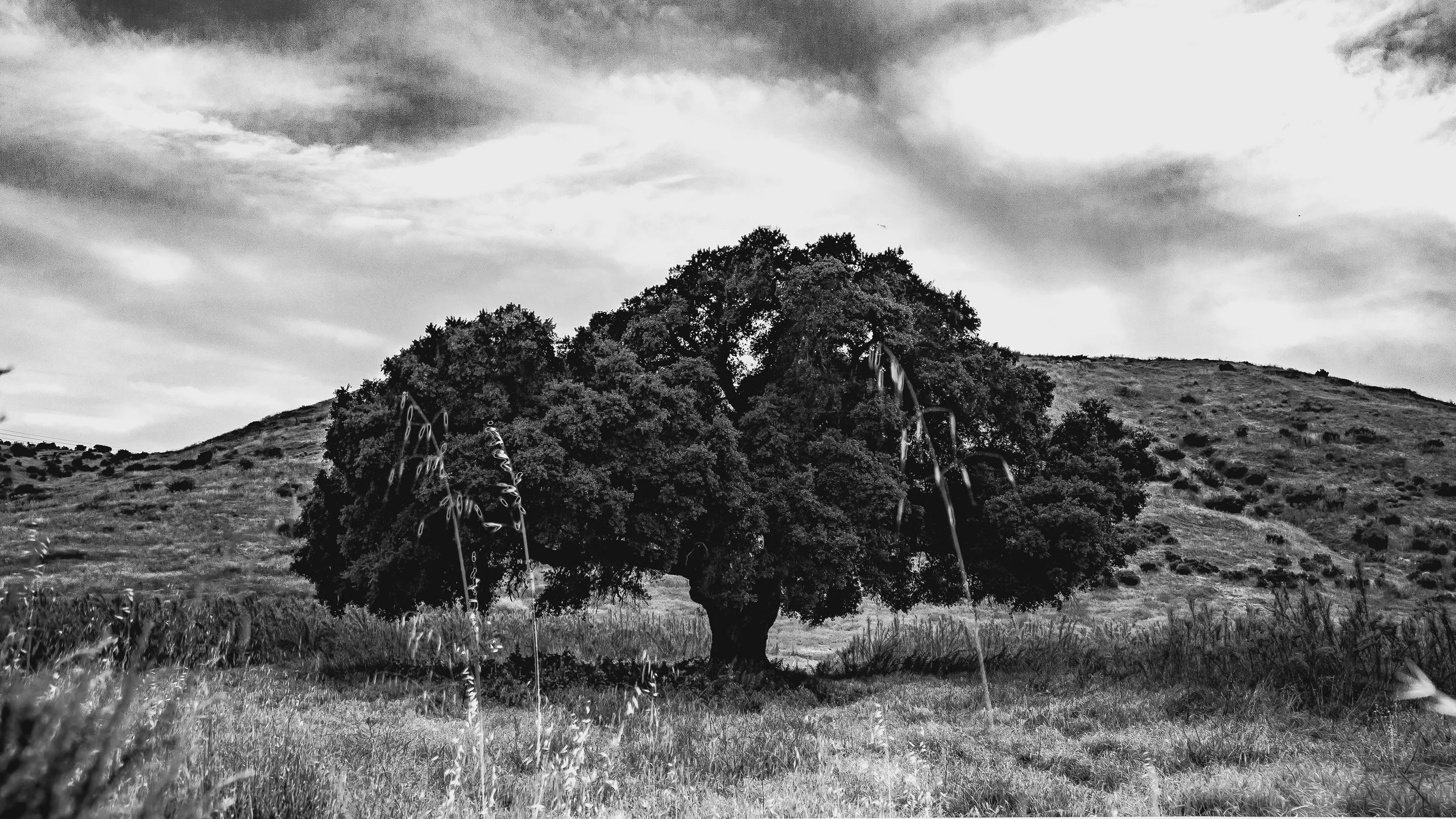 black and white oak tree in meadow
