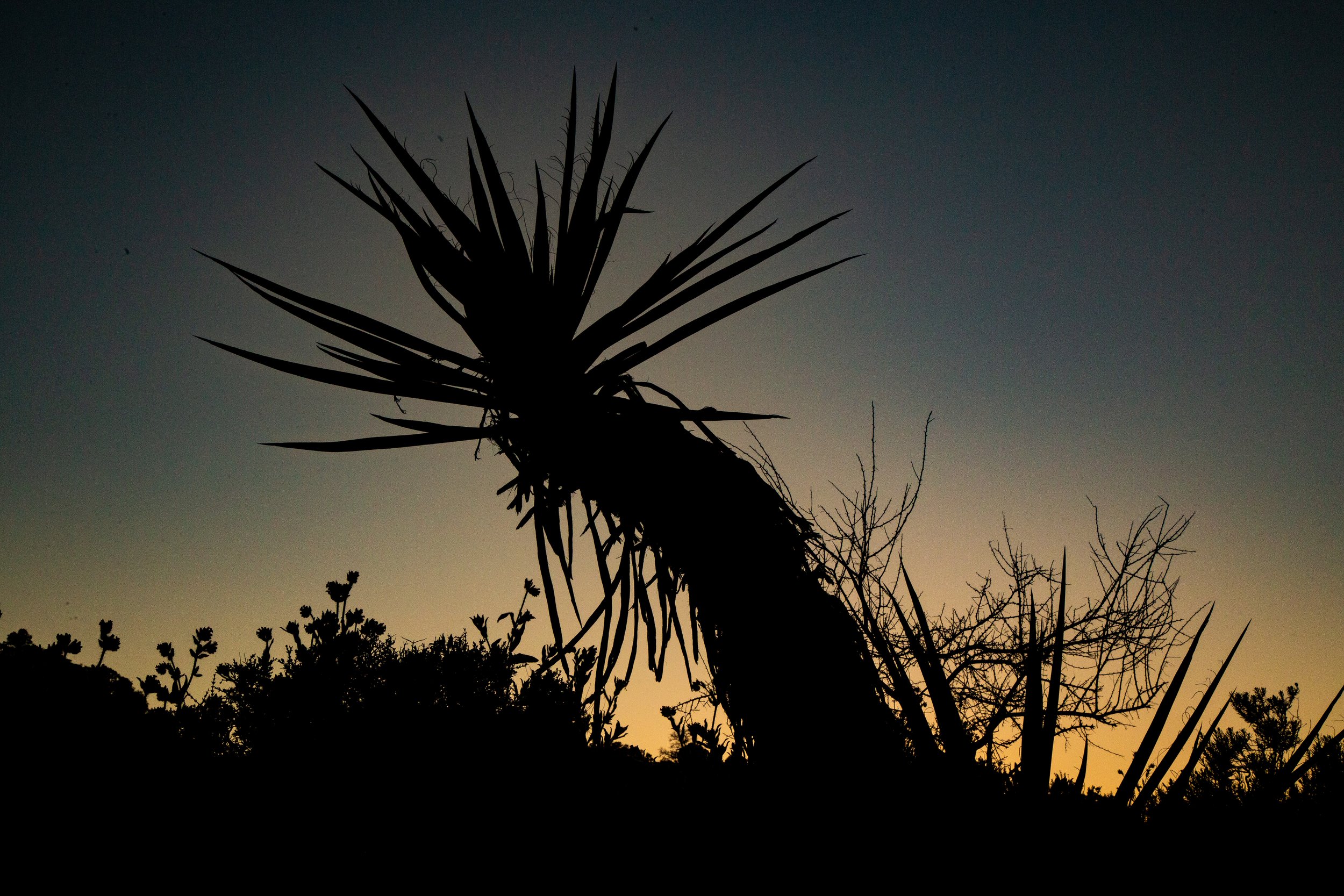 sunset in Joshua Tree 