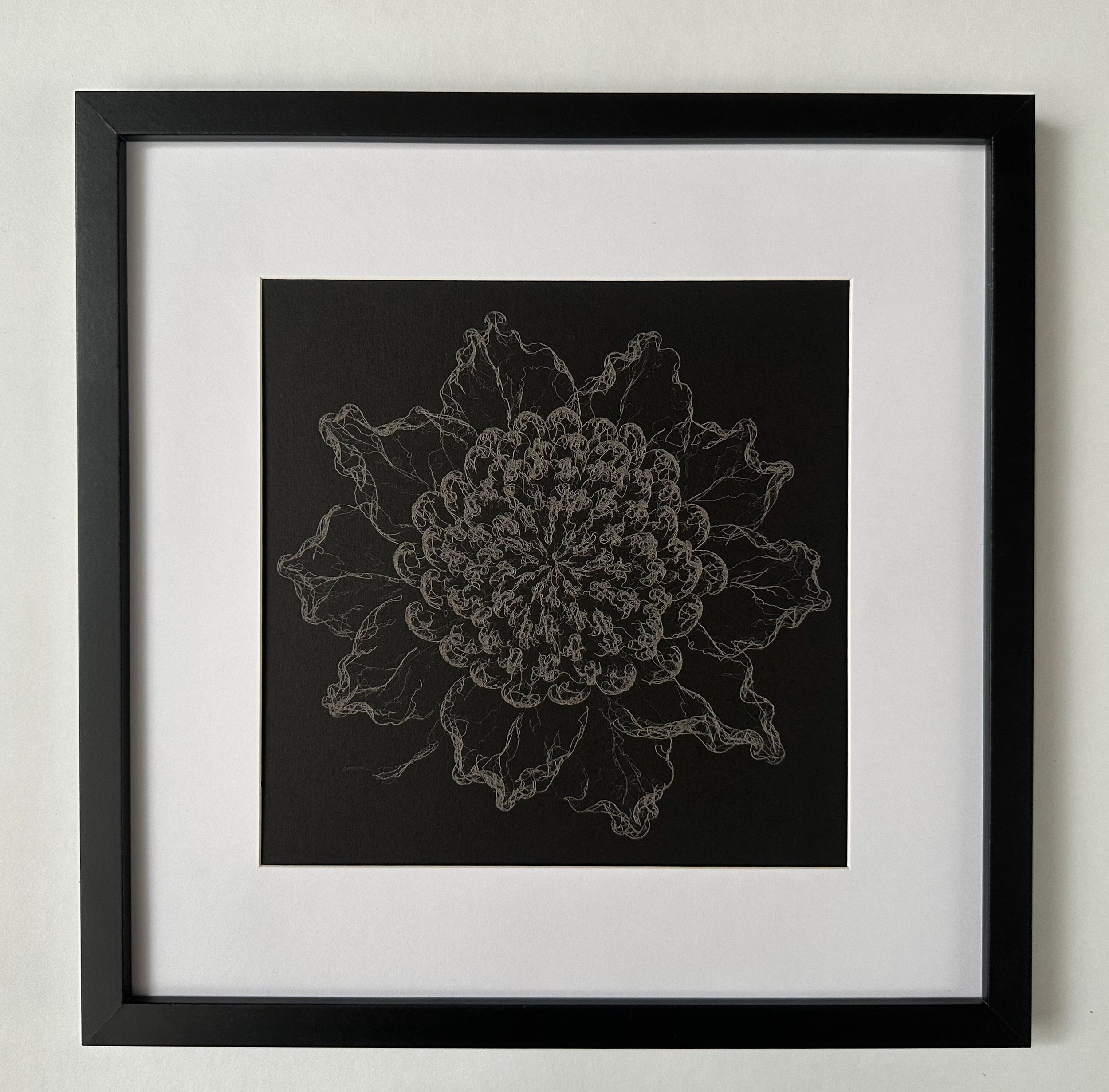 Framed laser drawing of a Waratah flower