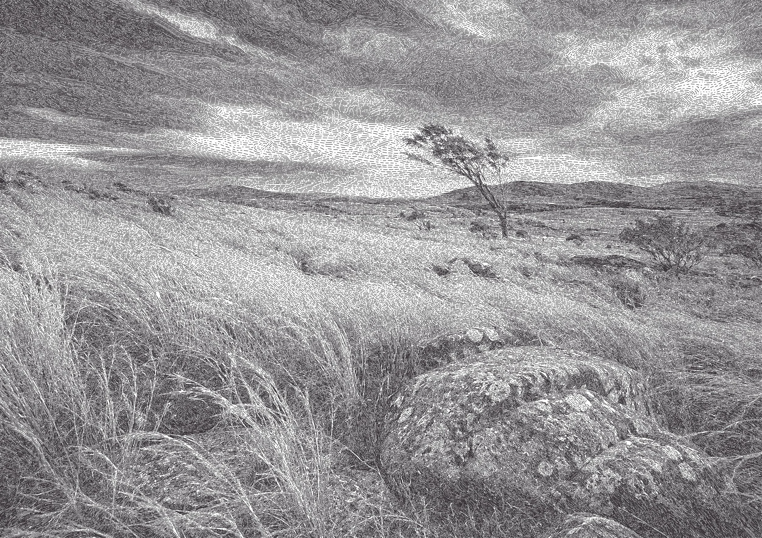 WindFieldWeb.jpg