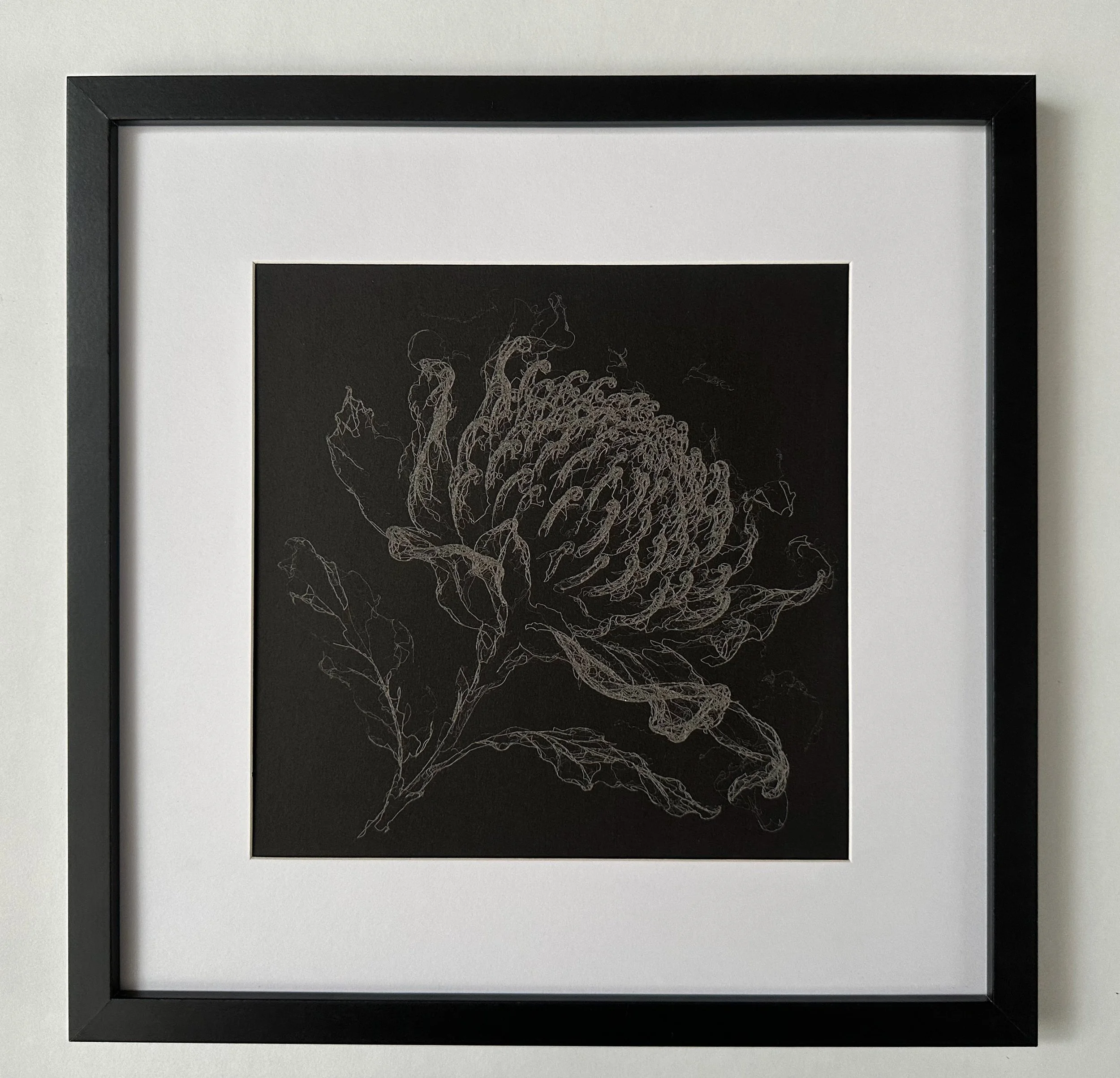 Framed laser drawing of a Waratah flower