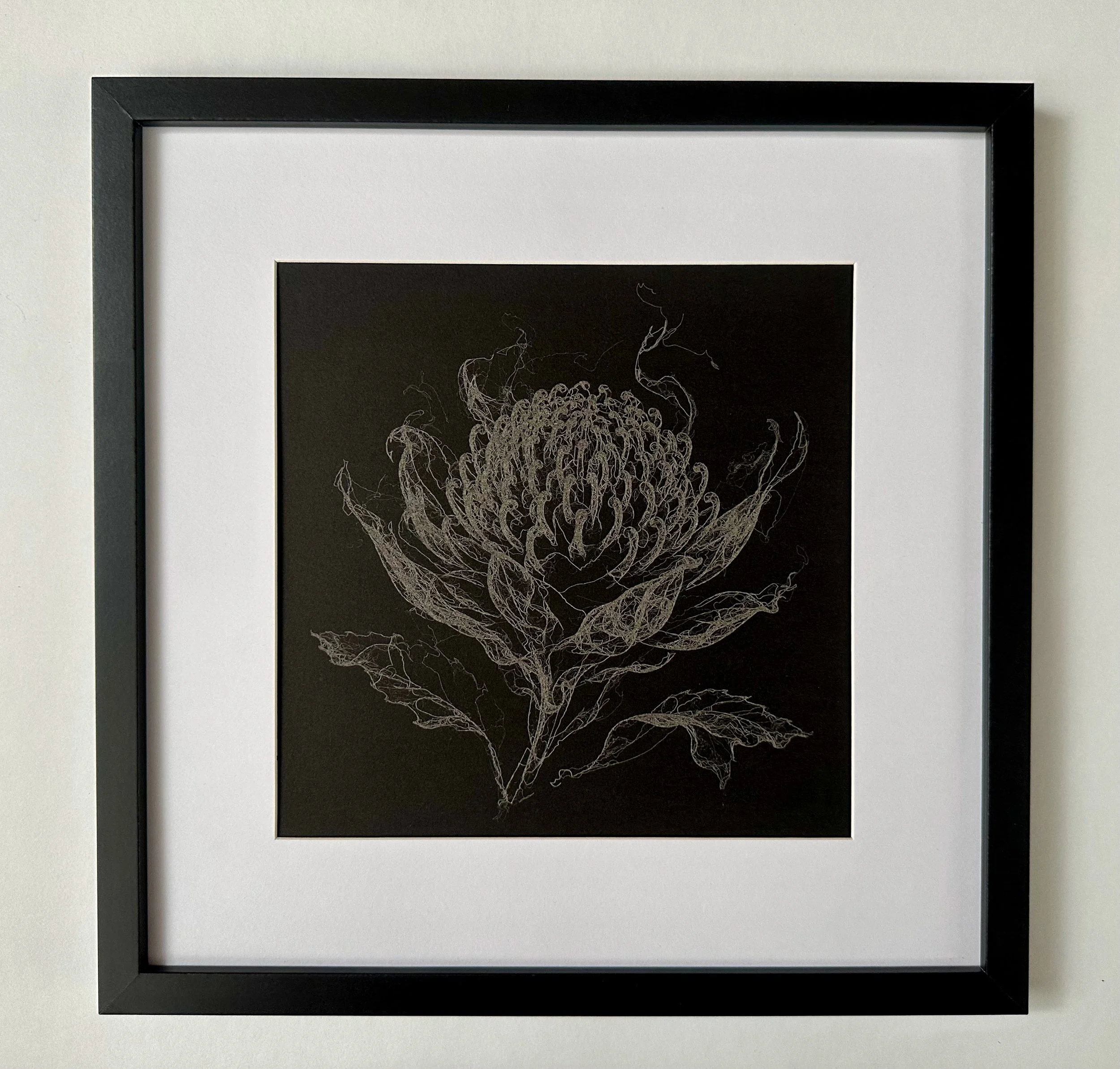 Framed laser drawing of a Waratah flower