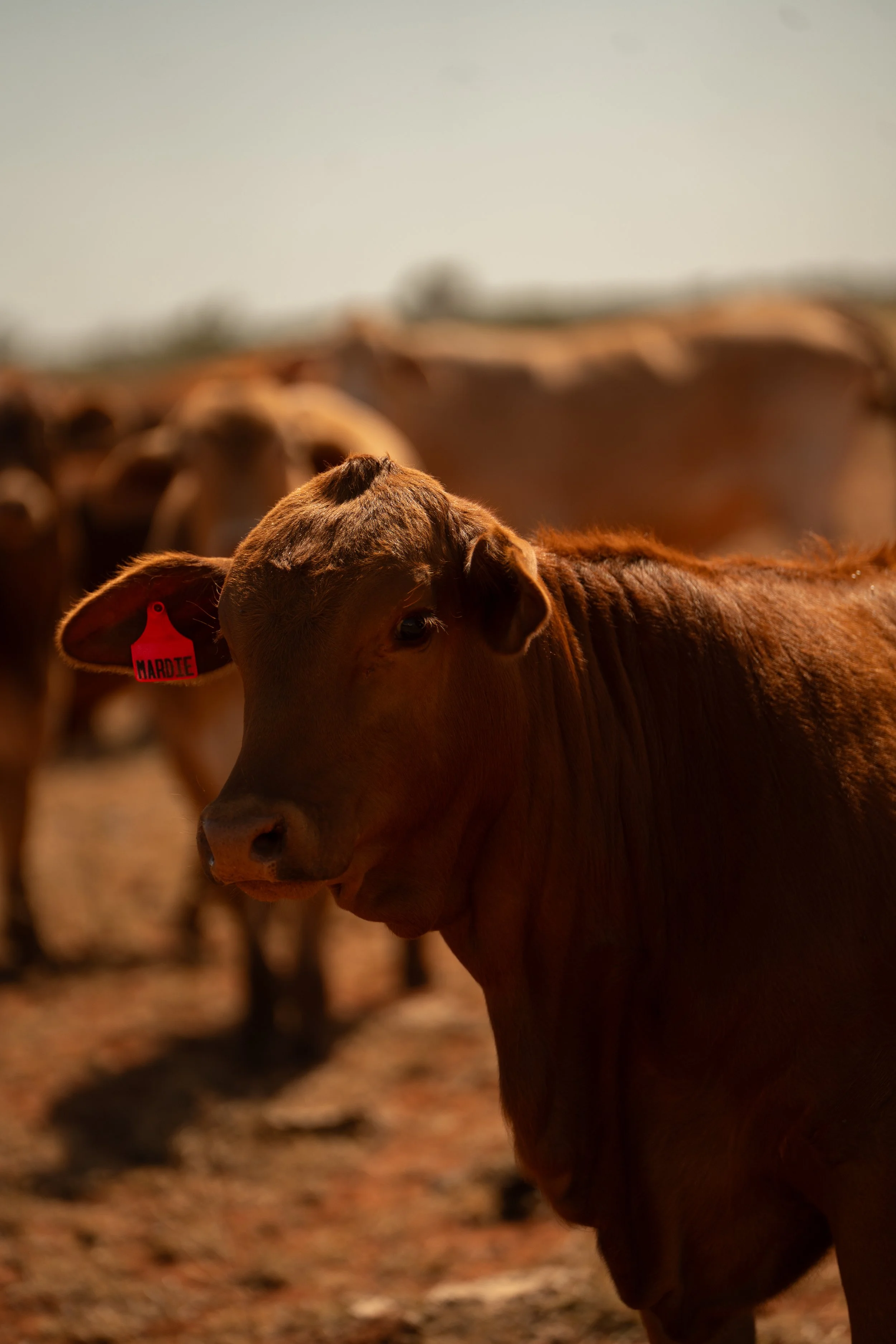 Close-up of a brown calf with an orange ear tag labeled 'MARDE'.