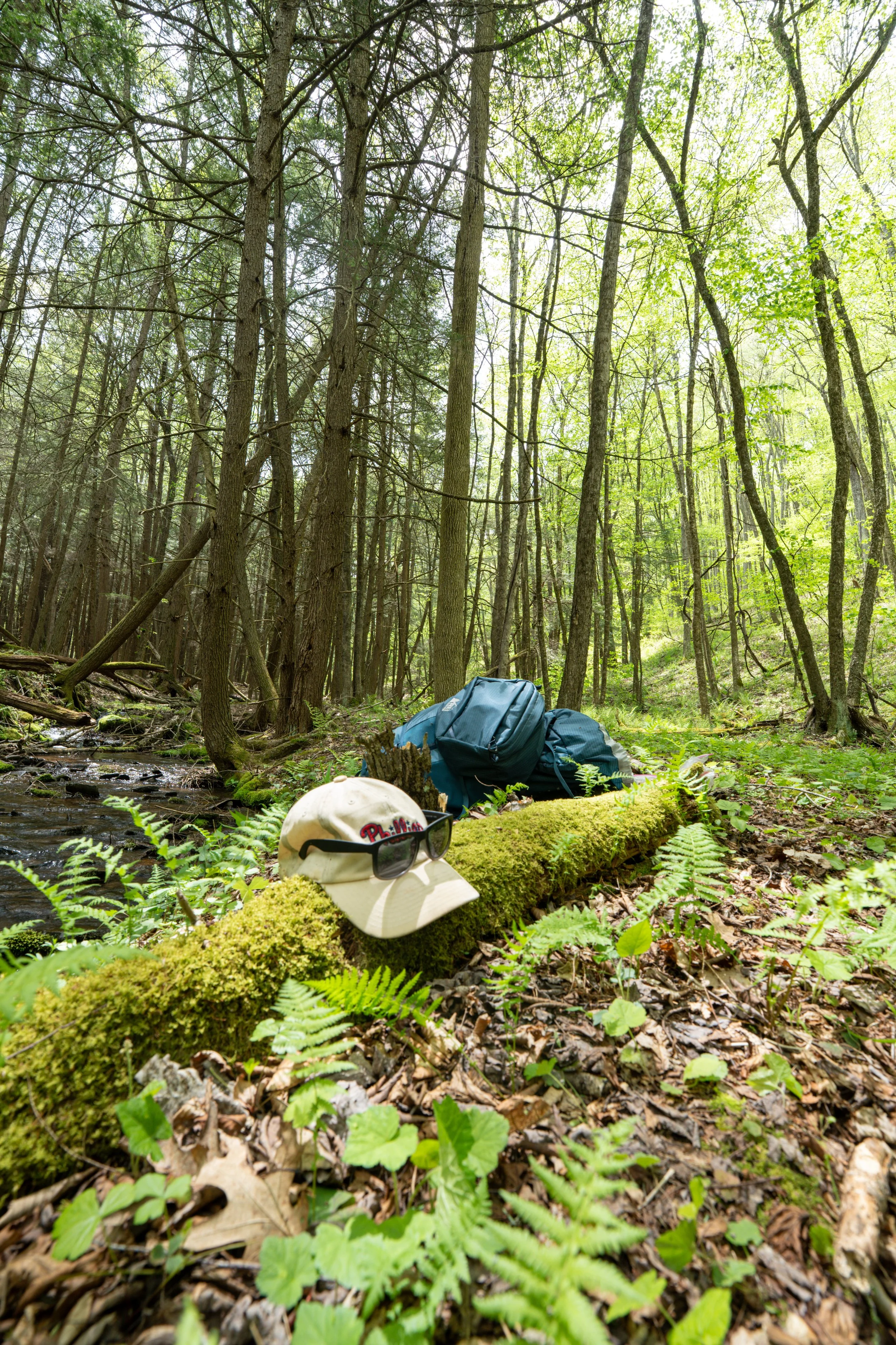A forest scene with tall trees, a fallen moss-covered log, a white cap with sunglasses on top, a blue backpack, and green foliage on the forest floor.