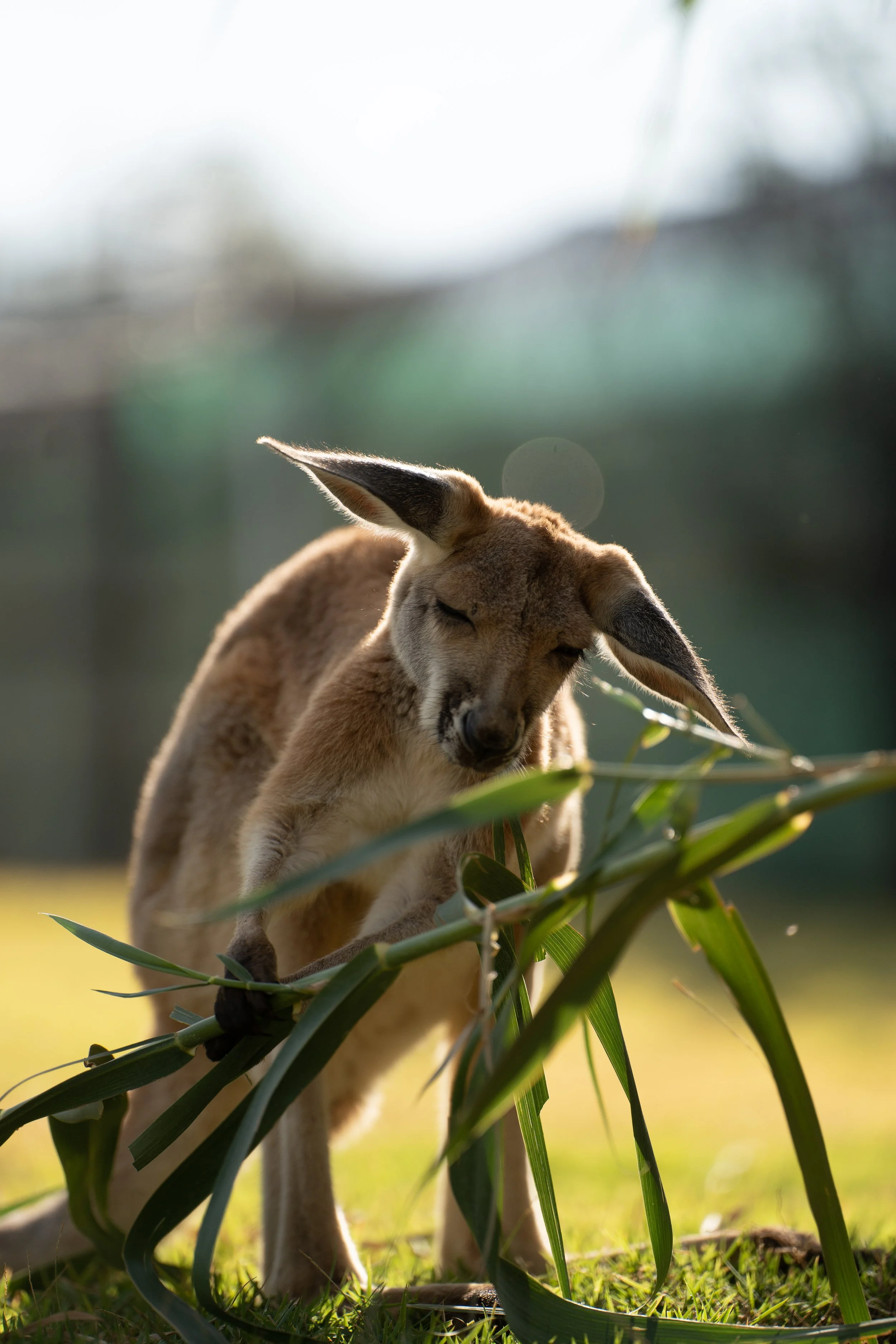 A young goat grazing among green plants outdoors with sunlight illuminating its light brown and white fur, and a blurred background of trees and sky.