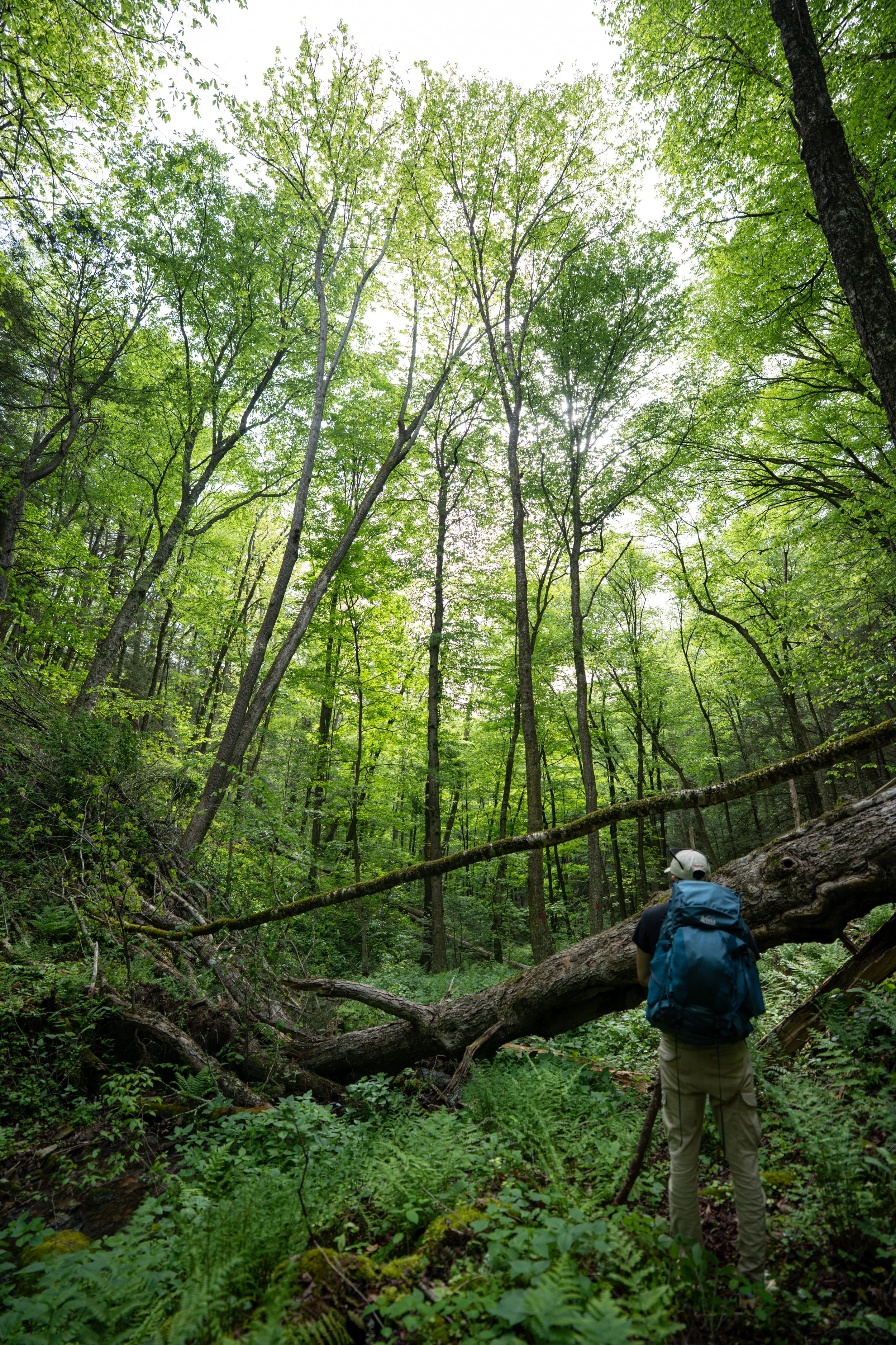 A hiker with a blue backpack wearing a white cap and beige pants stands on a forest trail, looking at a fallen tree across the path. The forest is dense with tall trees and lush green foliage, and sunlight filters through the leaves overhead.