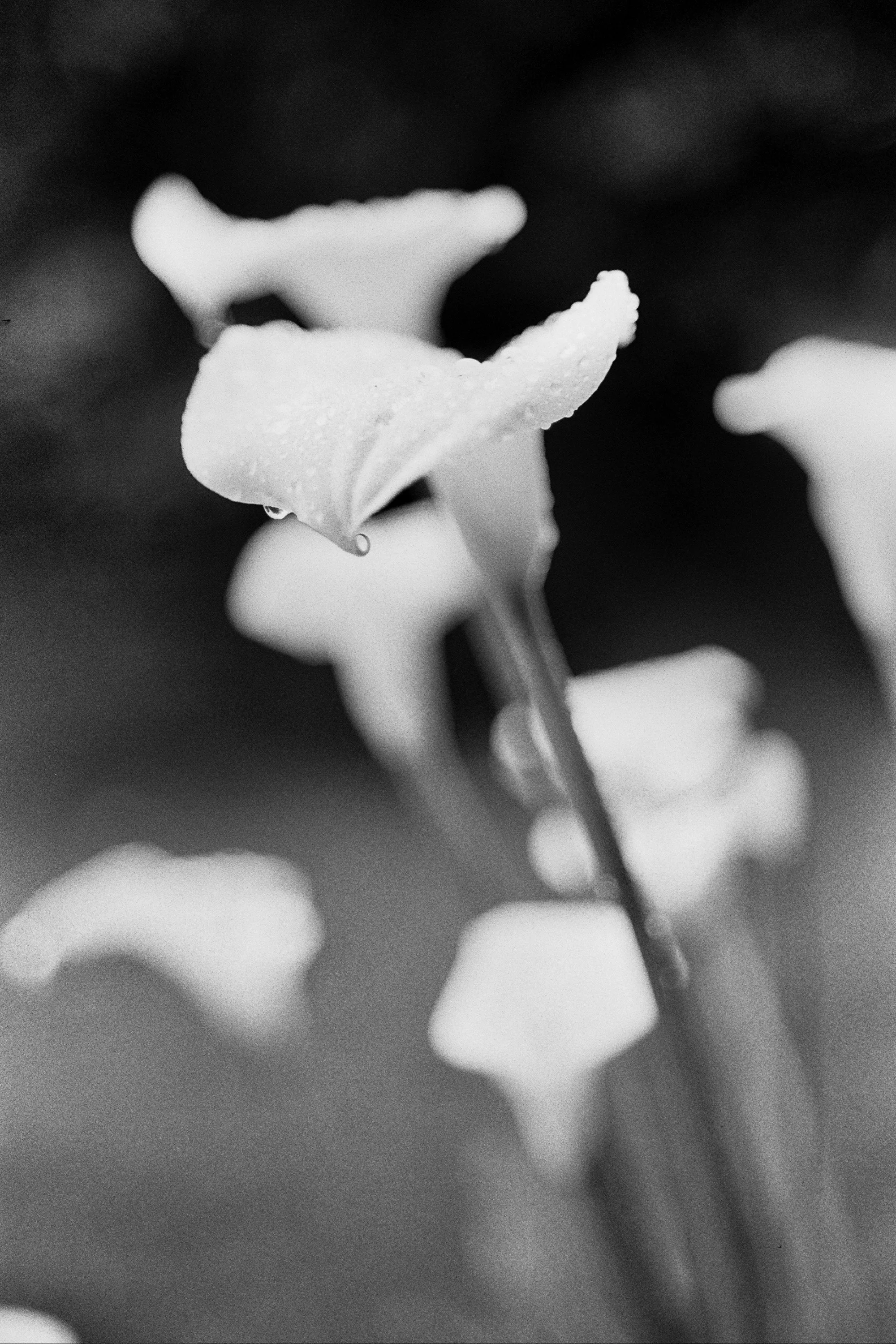 ---_0353(1).jpg