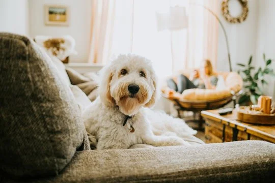 A white, fluffy dog sitting on a gray couch in a cozy, well-lit living room.