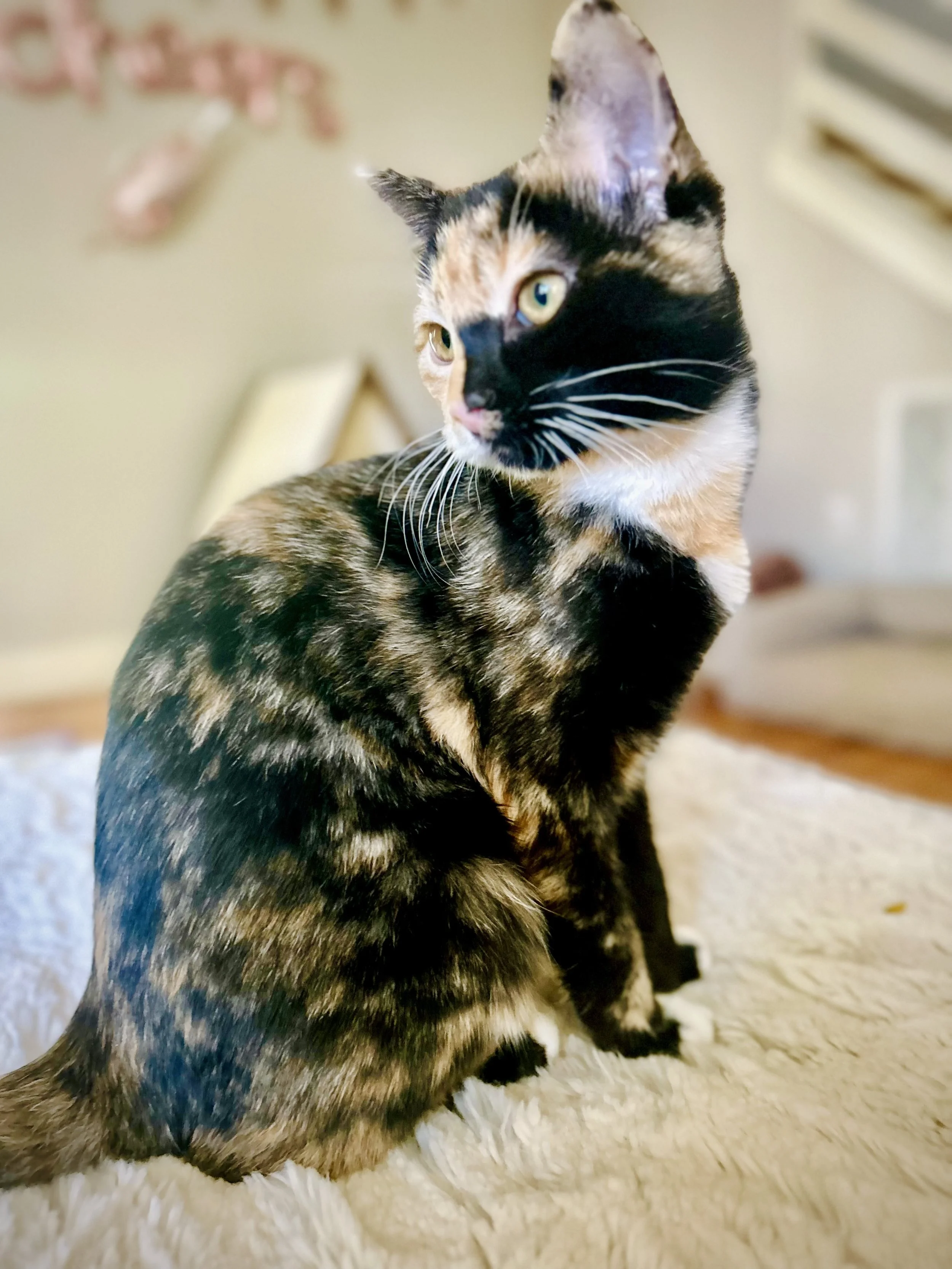 A calico cat sitting on a cream-colored fluffy rug, looking to the left with green eyes, indoors with a beige wall in the background.