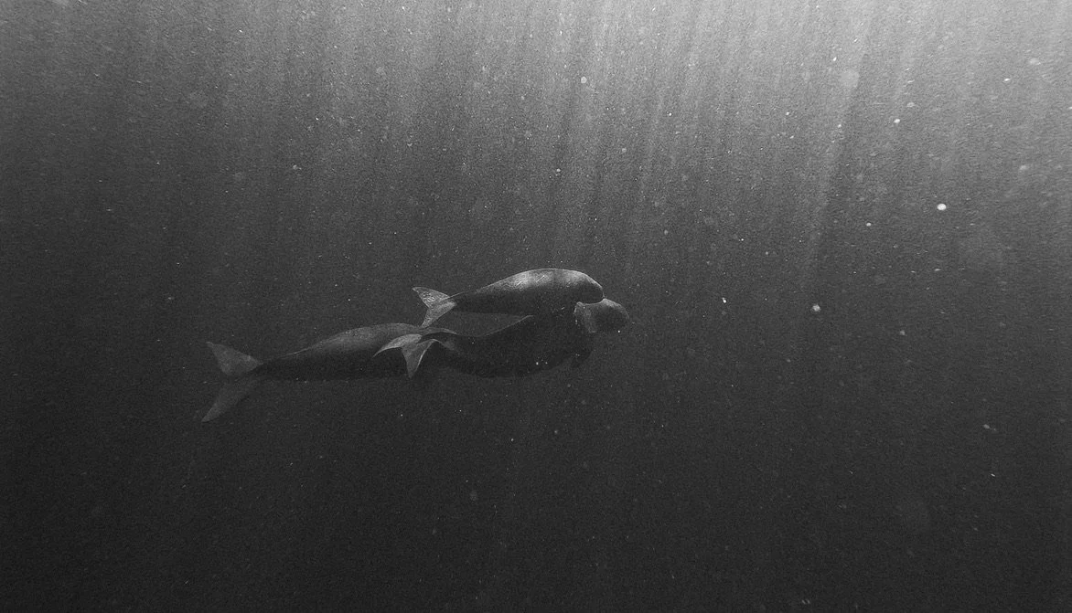 dugongs.jpeg
